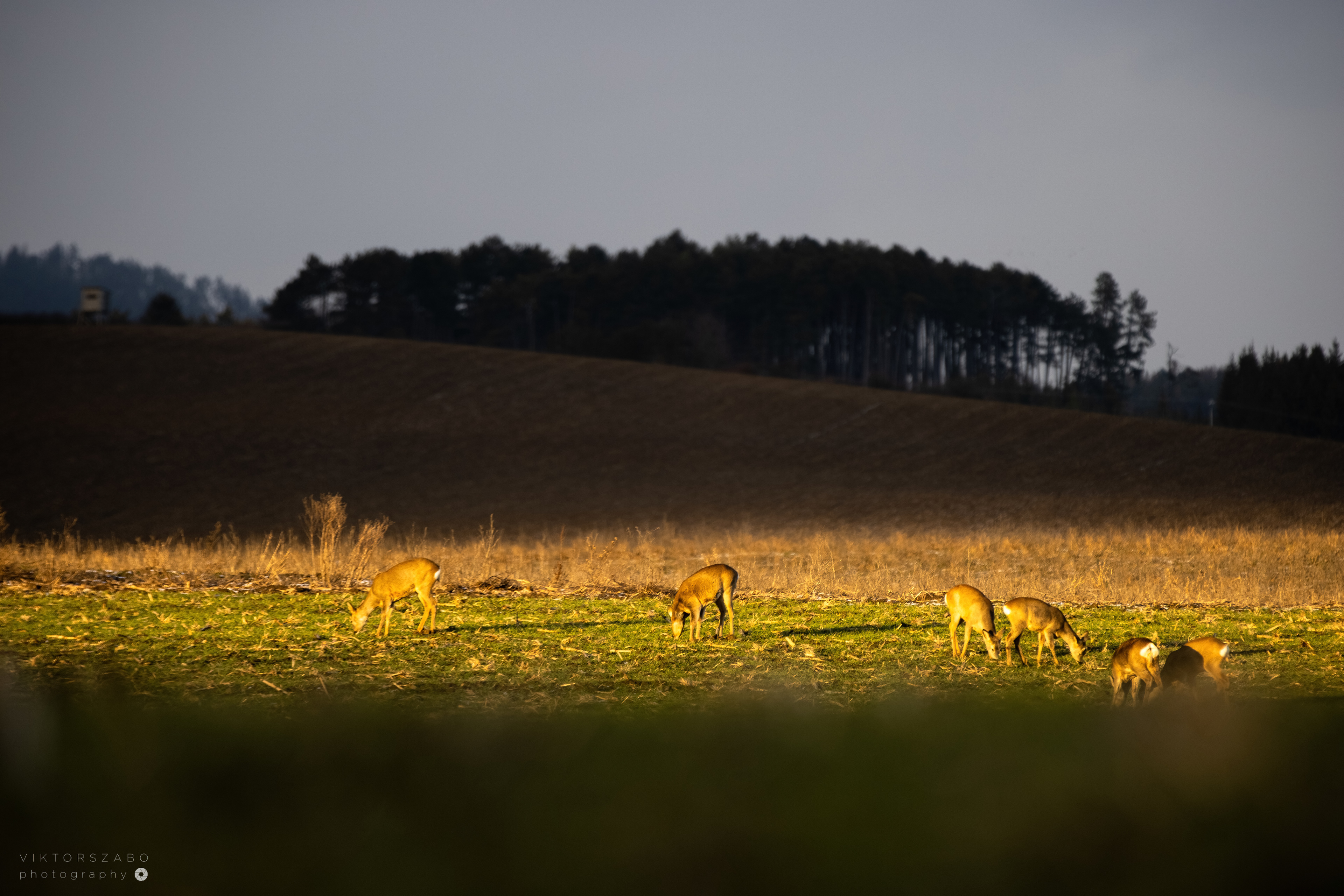 ROE DEER/CAPREOLUS CAPREOLUS, SLOVAKIA
