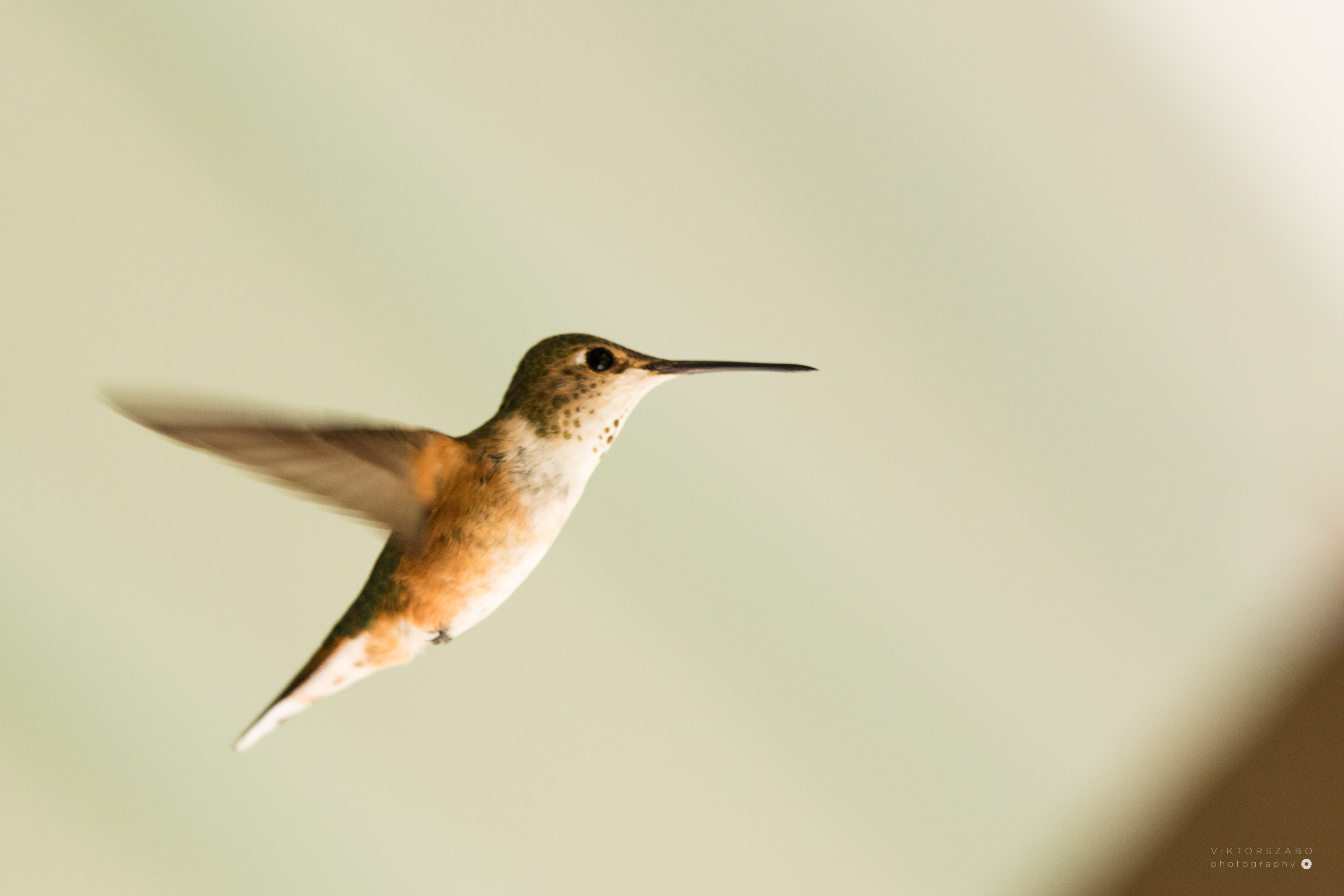 RUFOUS HUMMINGBIRD/SELASPHORUS RUFUS, CANADA