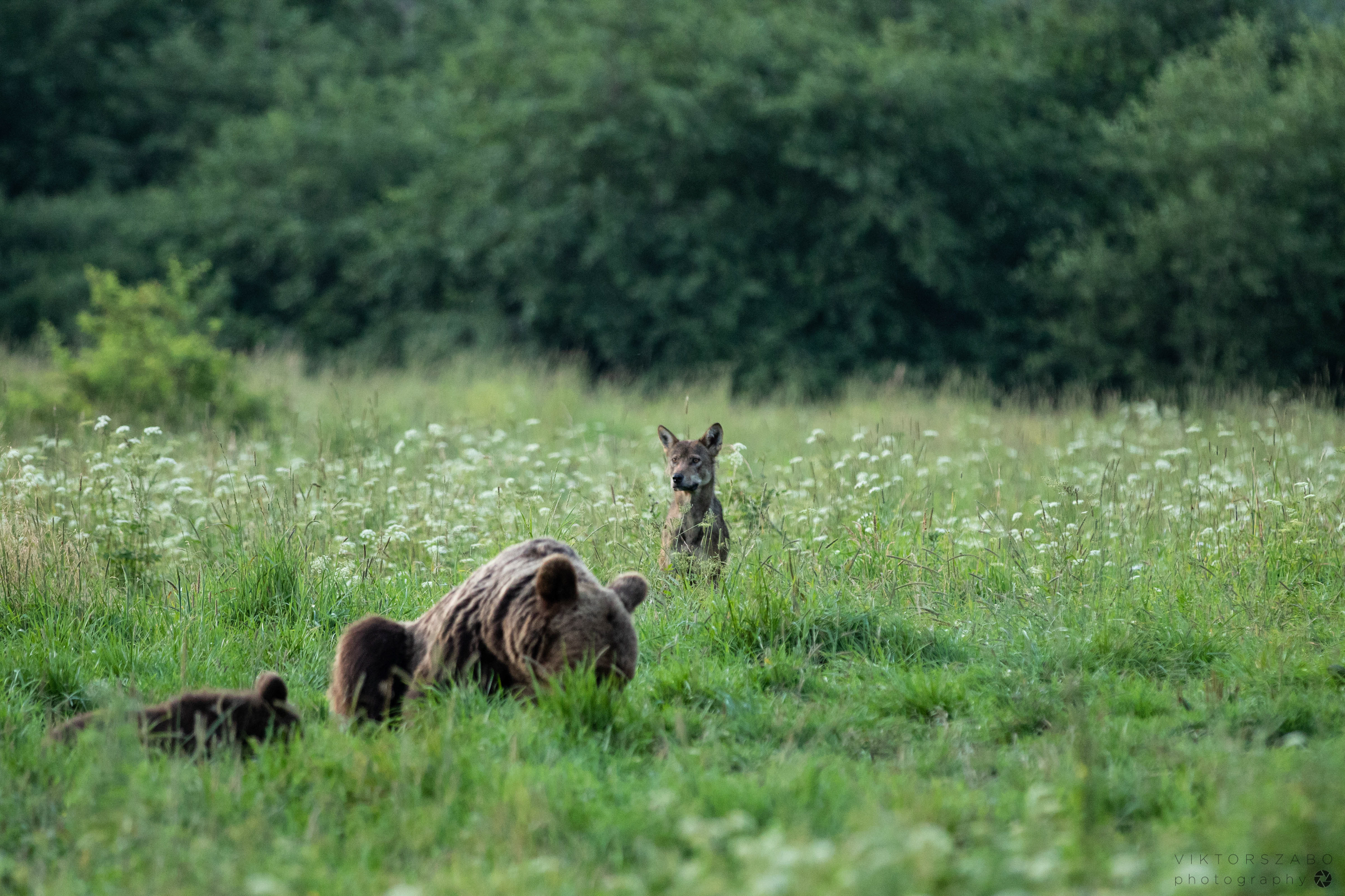 GREY WOLF/CANIS LUPUS AND BROWN BEAR/URSUS ARCTOS, POLAND