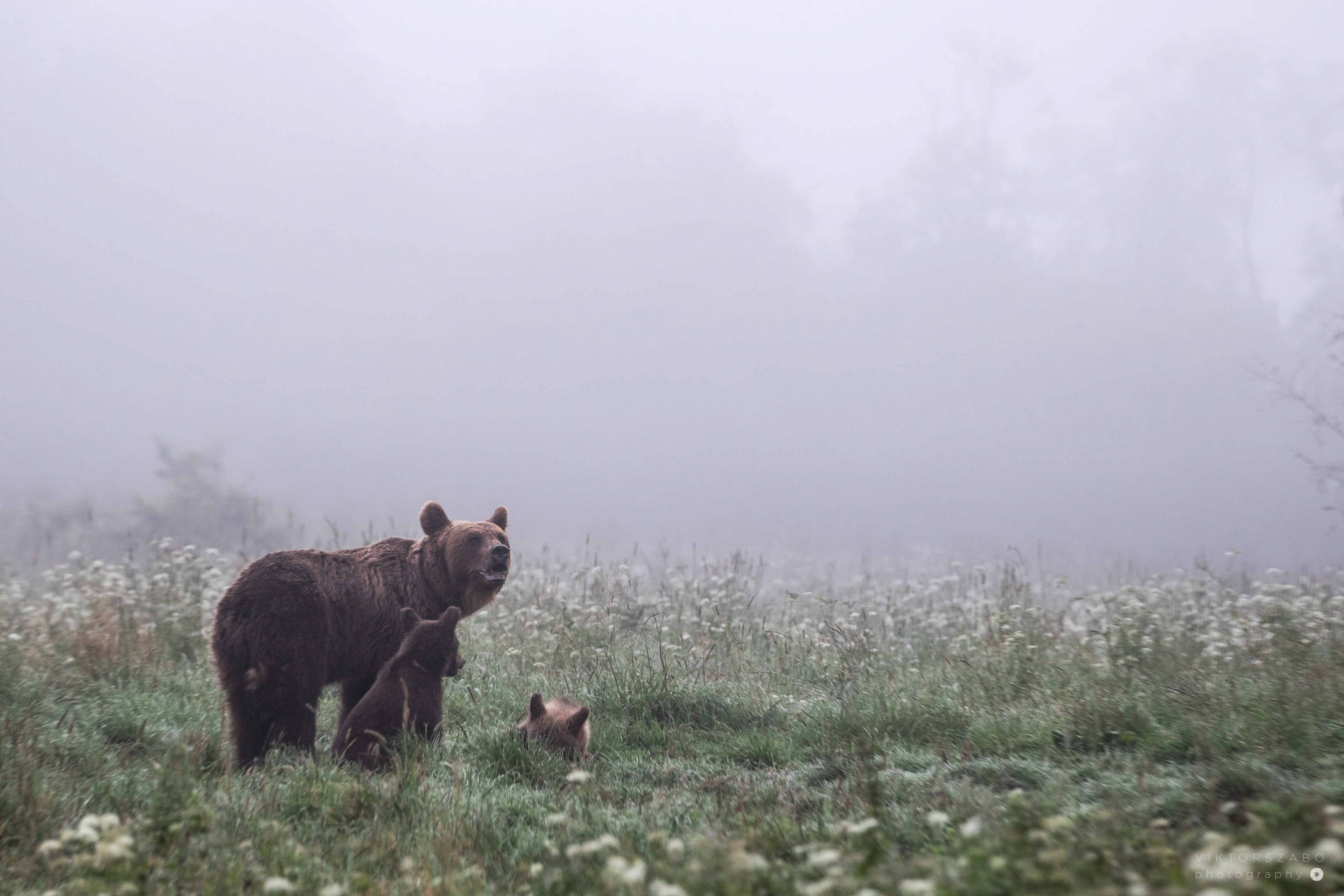 GREY WOLF/CANIS LUPUS AND BROWN BEAR/URSUS ARCTOS, POLAND