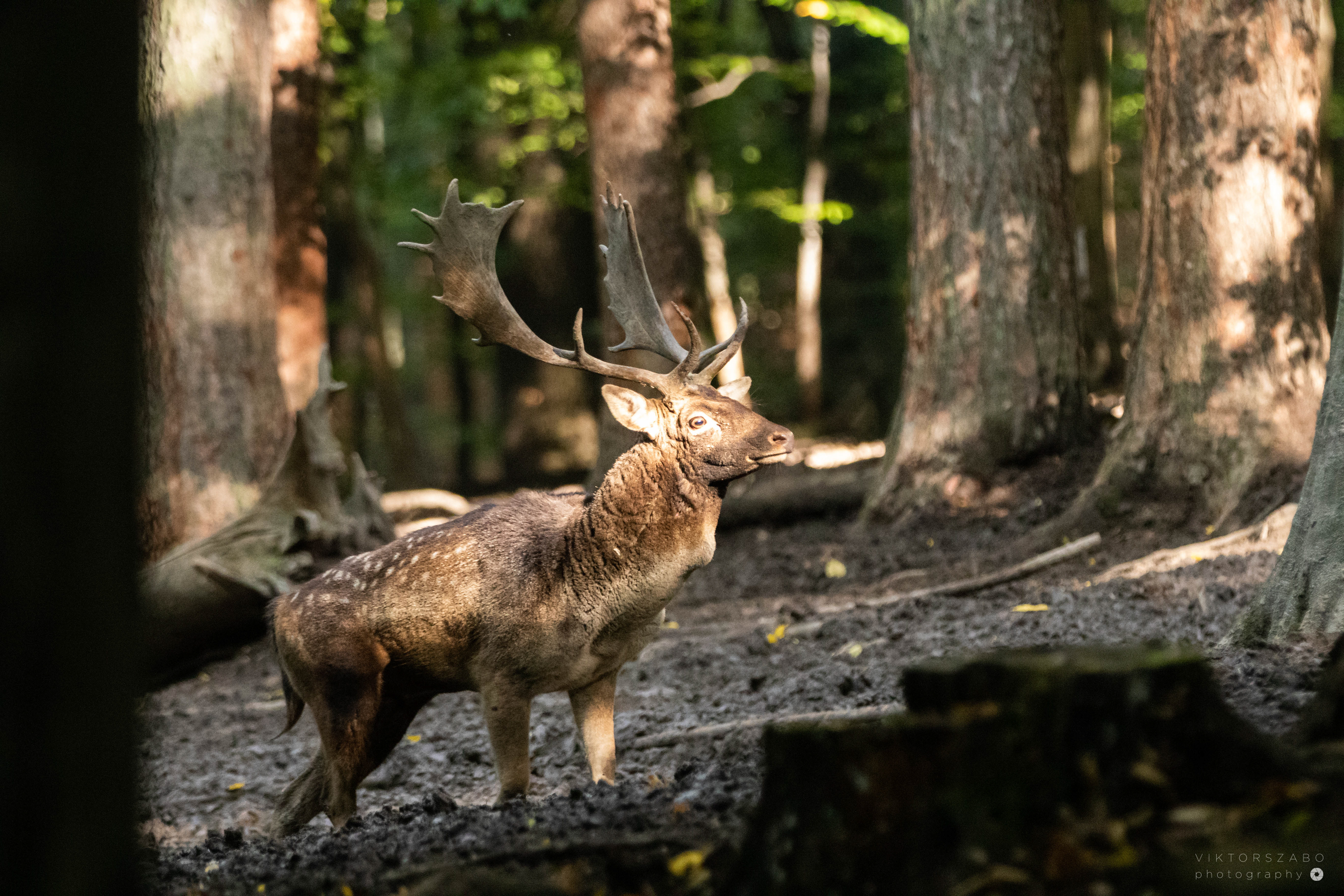 FALLOW DEER/DAMA DAMA, SLOVAKIA