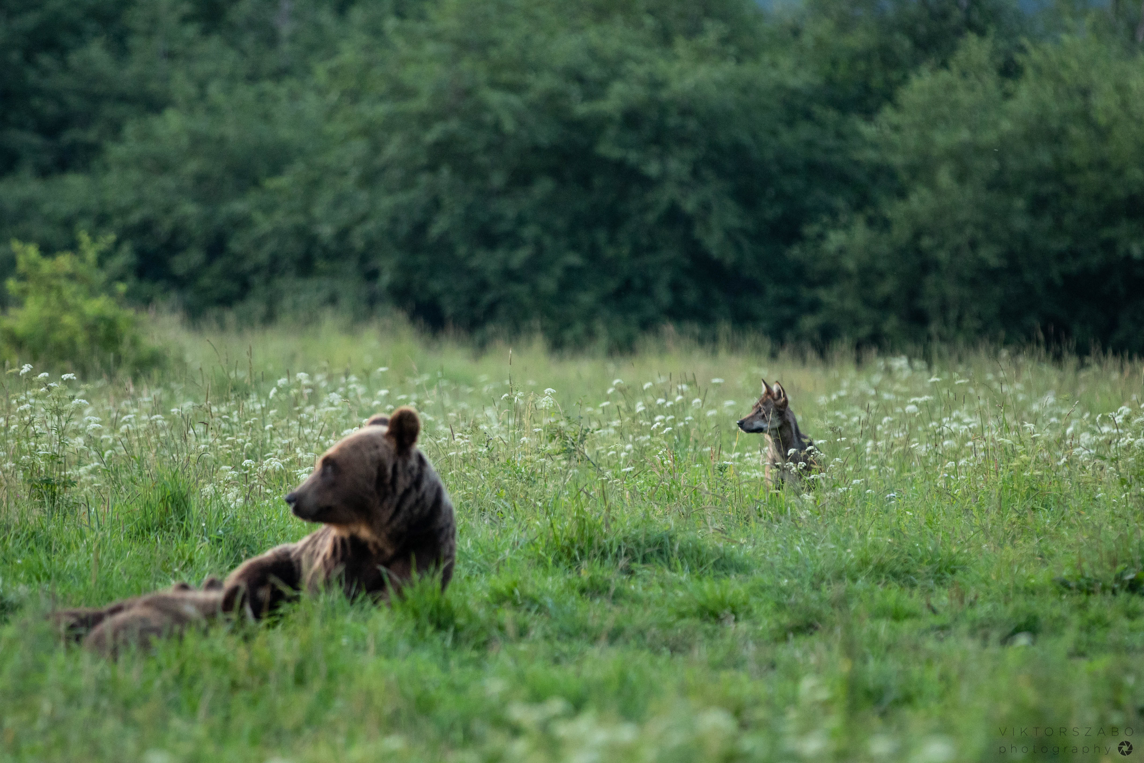 GREY WOLF/CANIS LUPUS AND BROWN BEAR/URSUS ARCTOS, POLAND