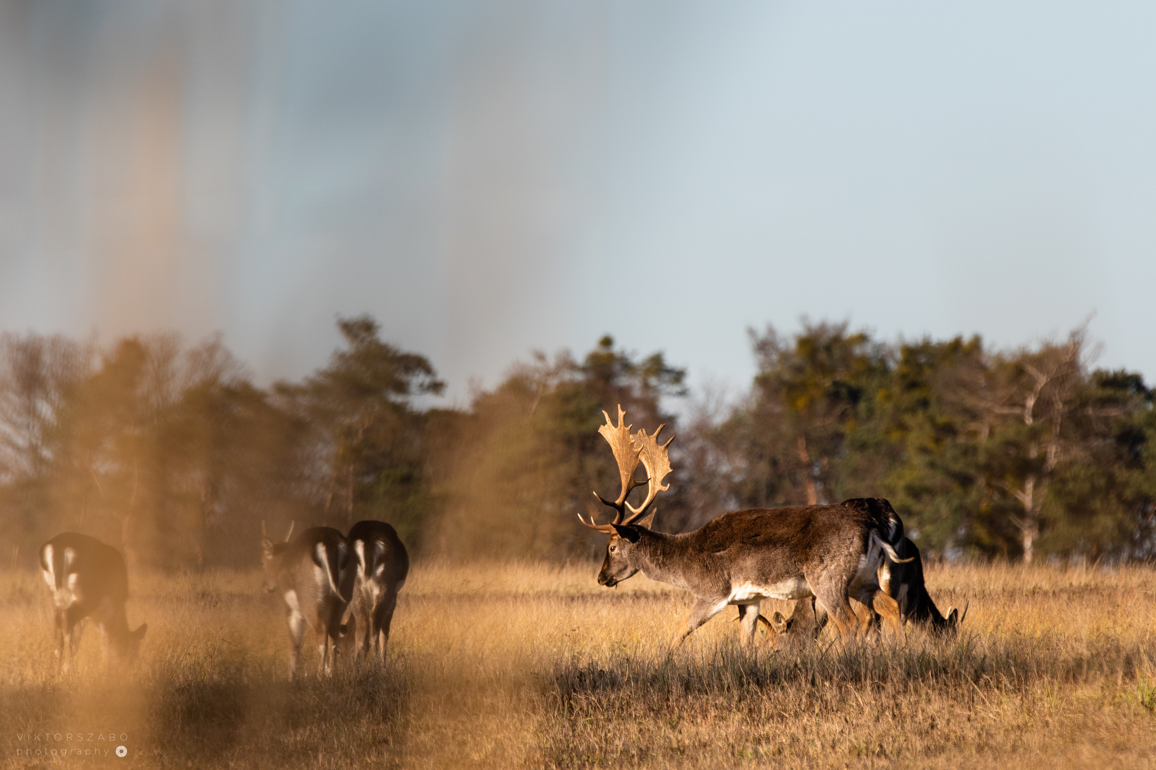 FALLOW DEER/DAMA DAMA, SLOVAKIA