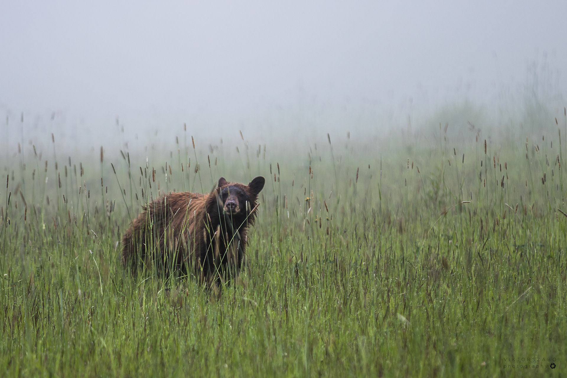 BLACK BEAR/URSUS AMERICANUS, CANADA