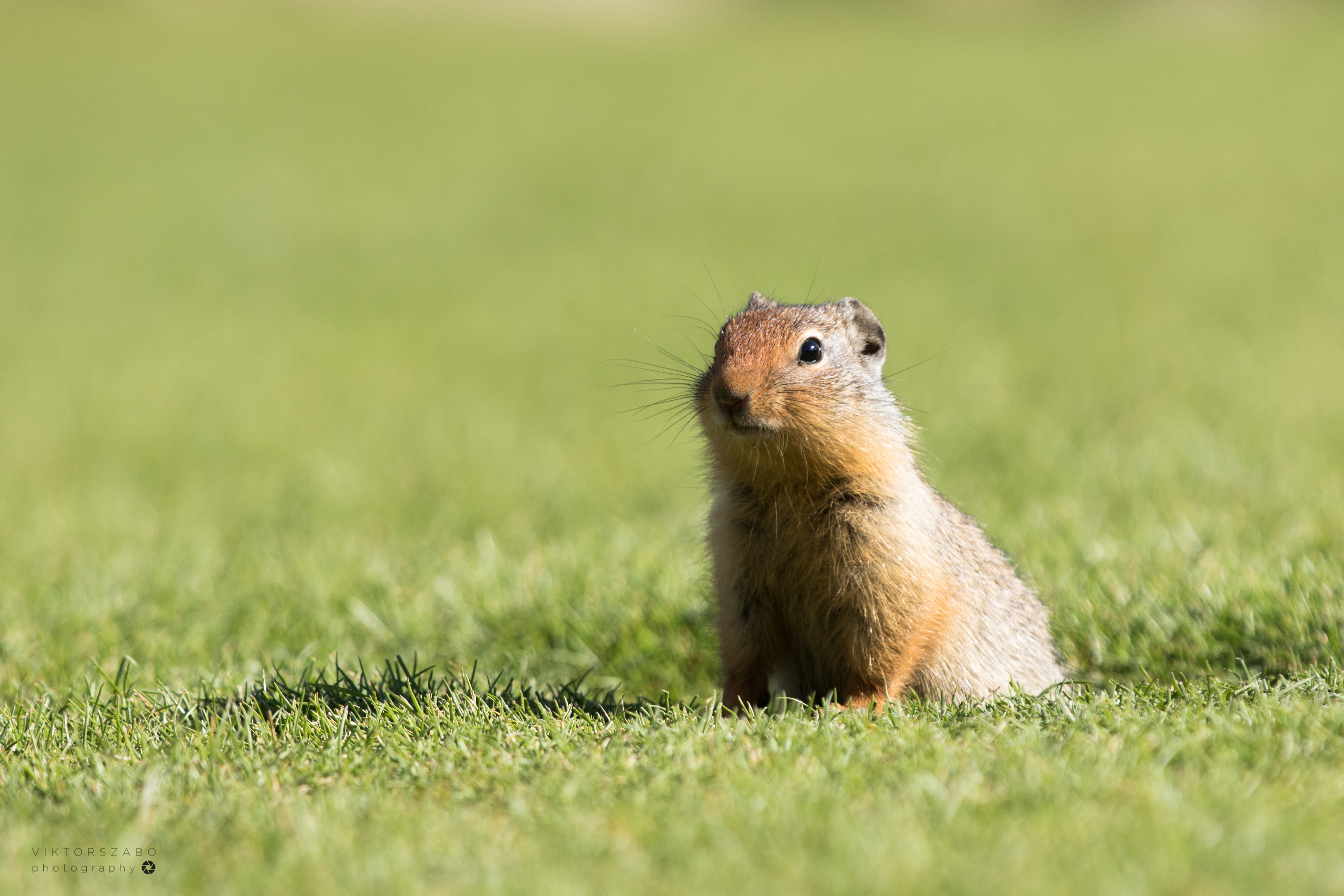 COLUMBIAN GROUND SQUIRREL/ UROCITELLUS COLUMBIANUS, CANADA