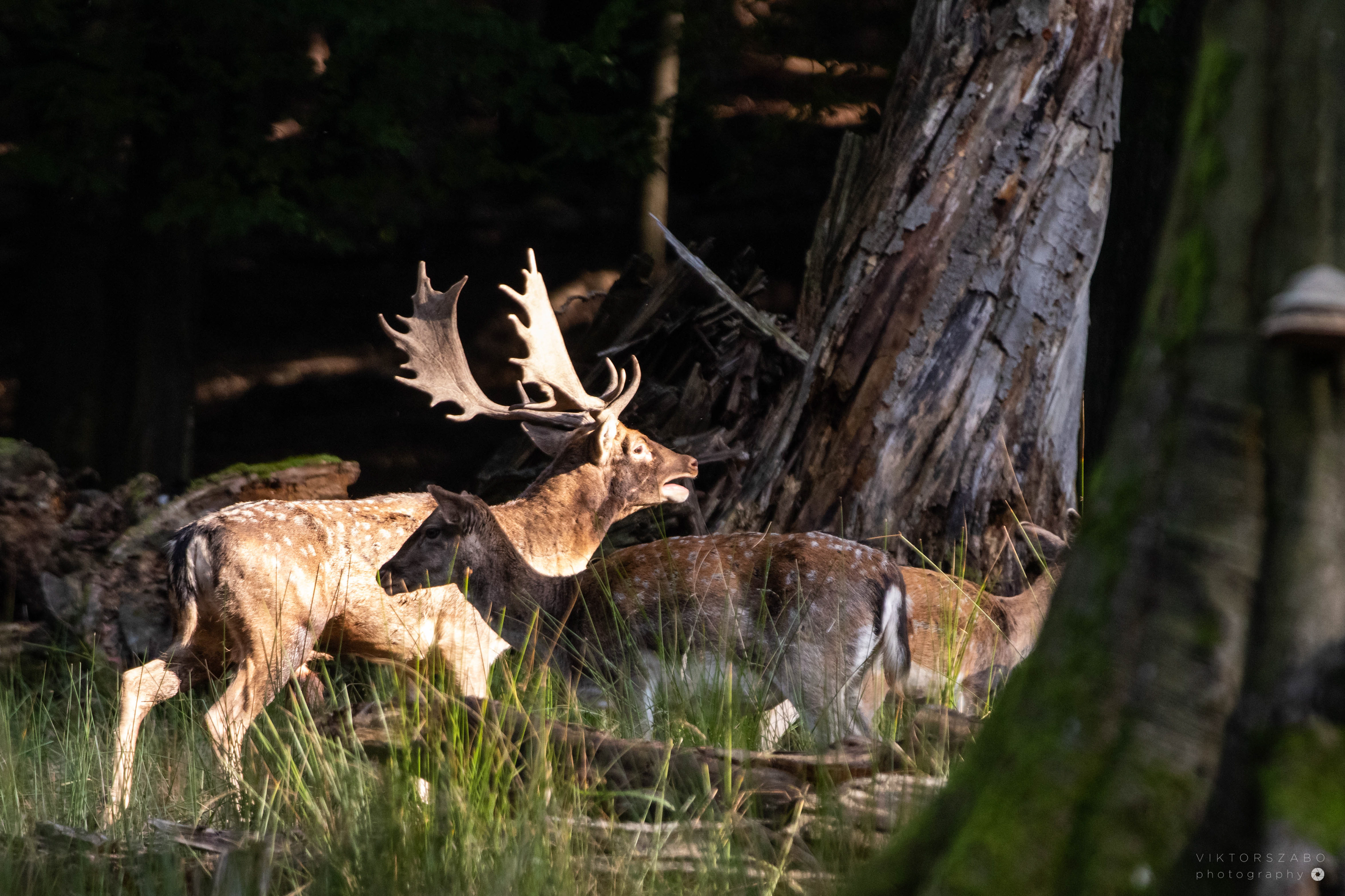 FALLOW DEER/DAMA DAMA, SLOVAKIA