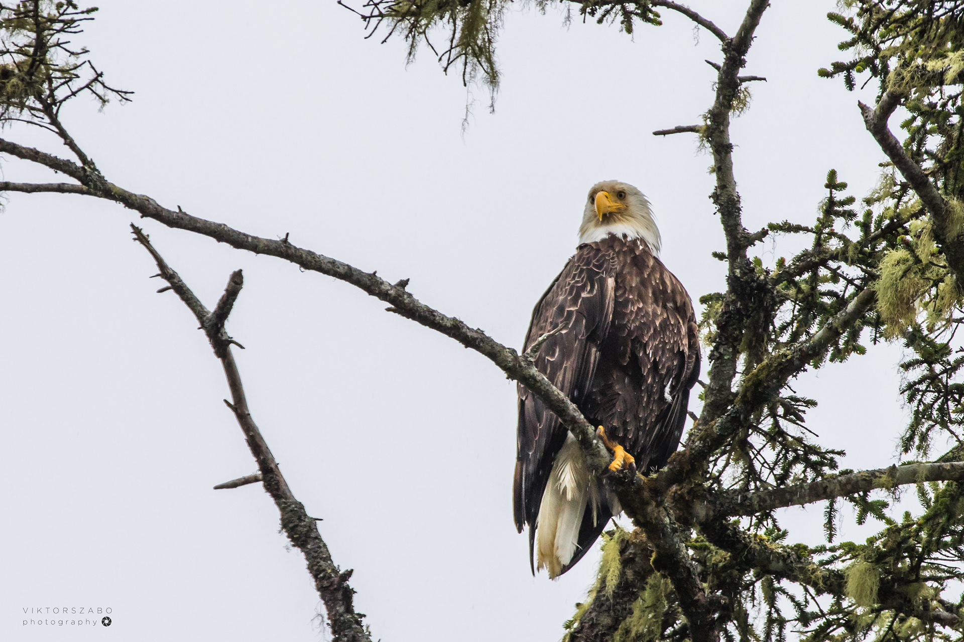 BALD EAGLE/HALIAEETUS LEUCOCEPHALUS, CANADA