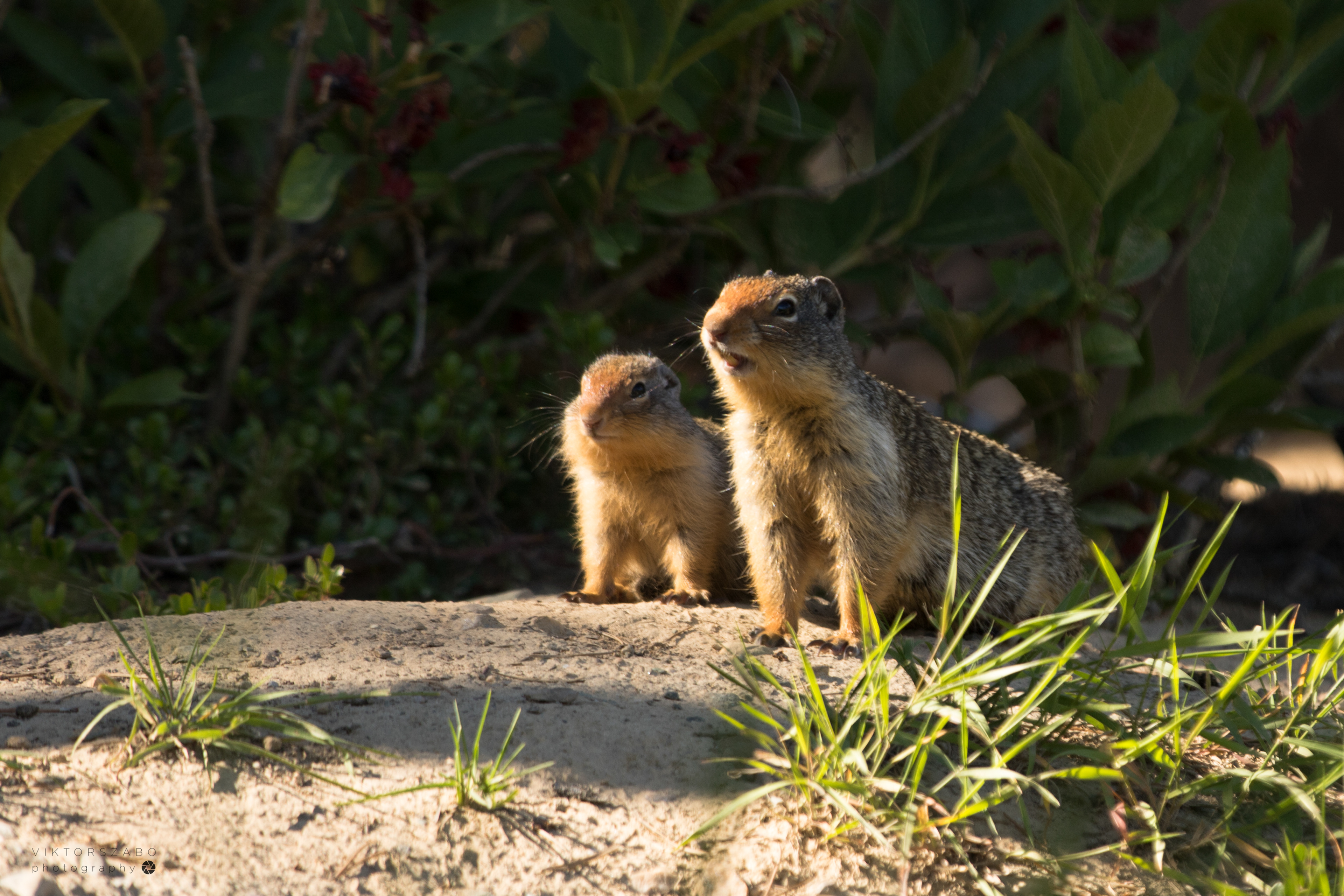 COLUMBIAN GROUND SQUIRREL/ UROCITELLUS COLUMBIANUS, CANADA