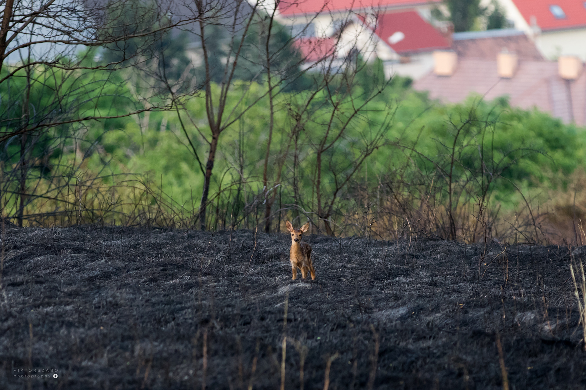 YOUNG ROE DEER/CAPREOLUS CAPREOLUS AFTER WILD FIRE, SLOVAKIA