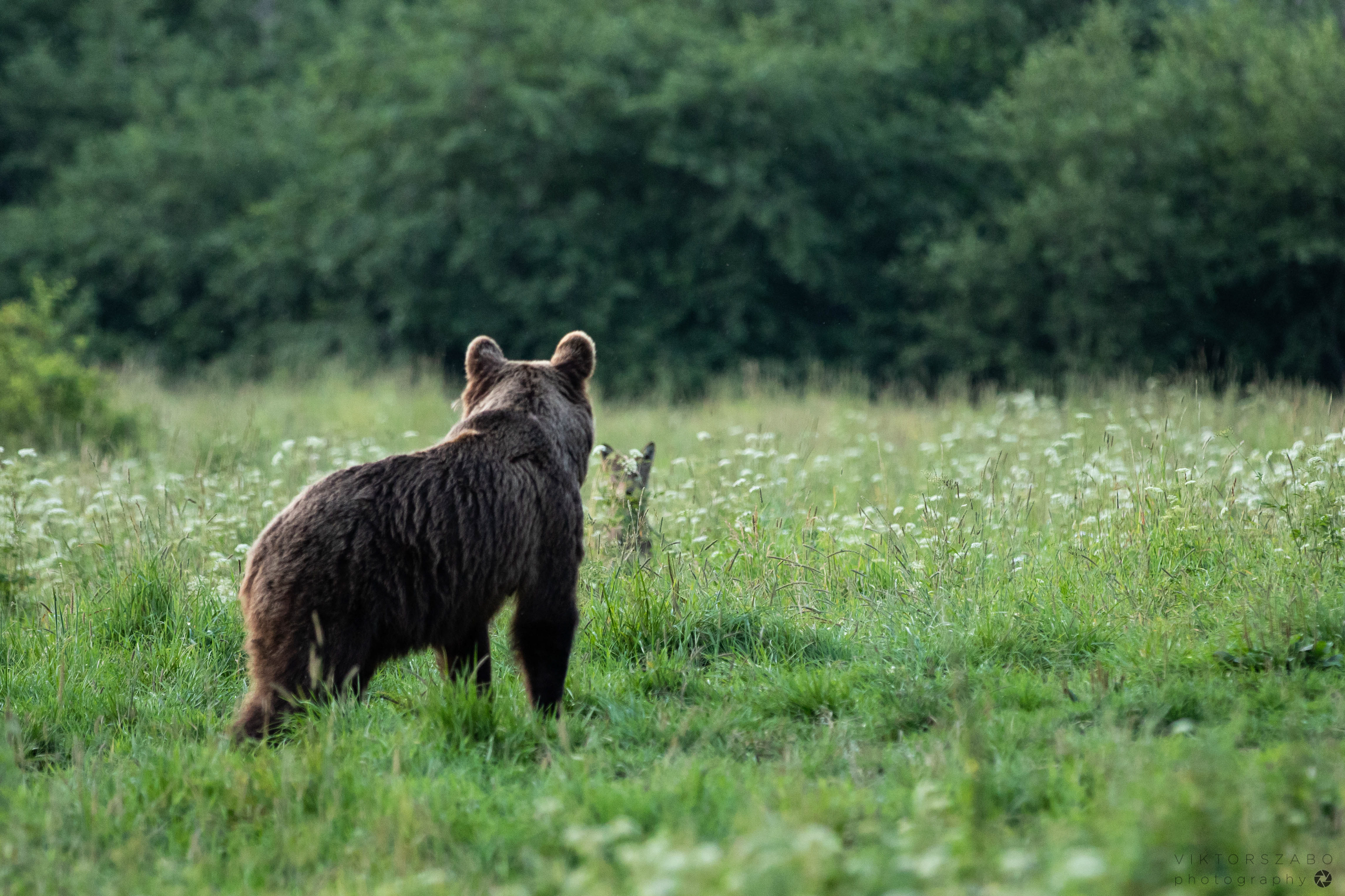 GREY WOLF/CANIS LUPUS AND BROWN BEAR/URSUS ARCTOS, POLAND