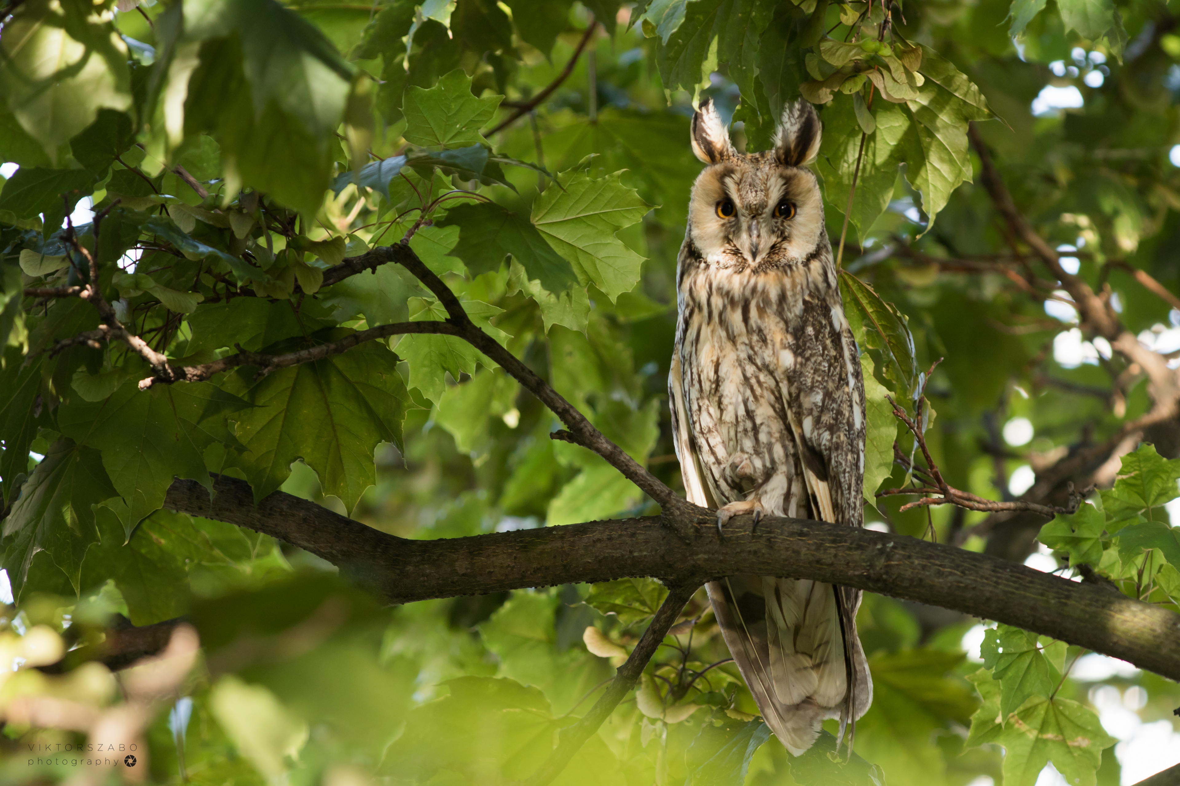LONG-EARED OWL/ASIO OTUS, SLOVAKIA