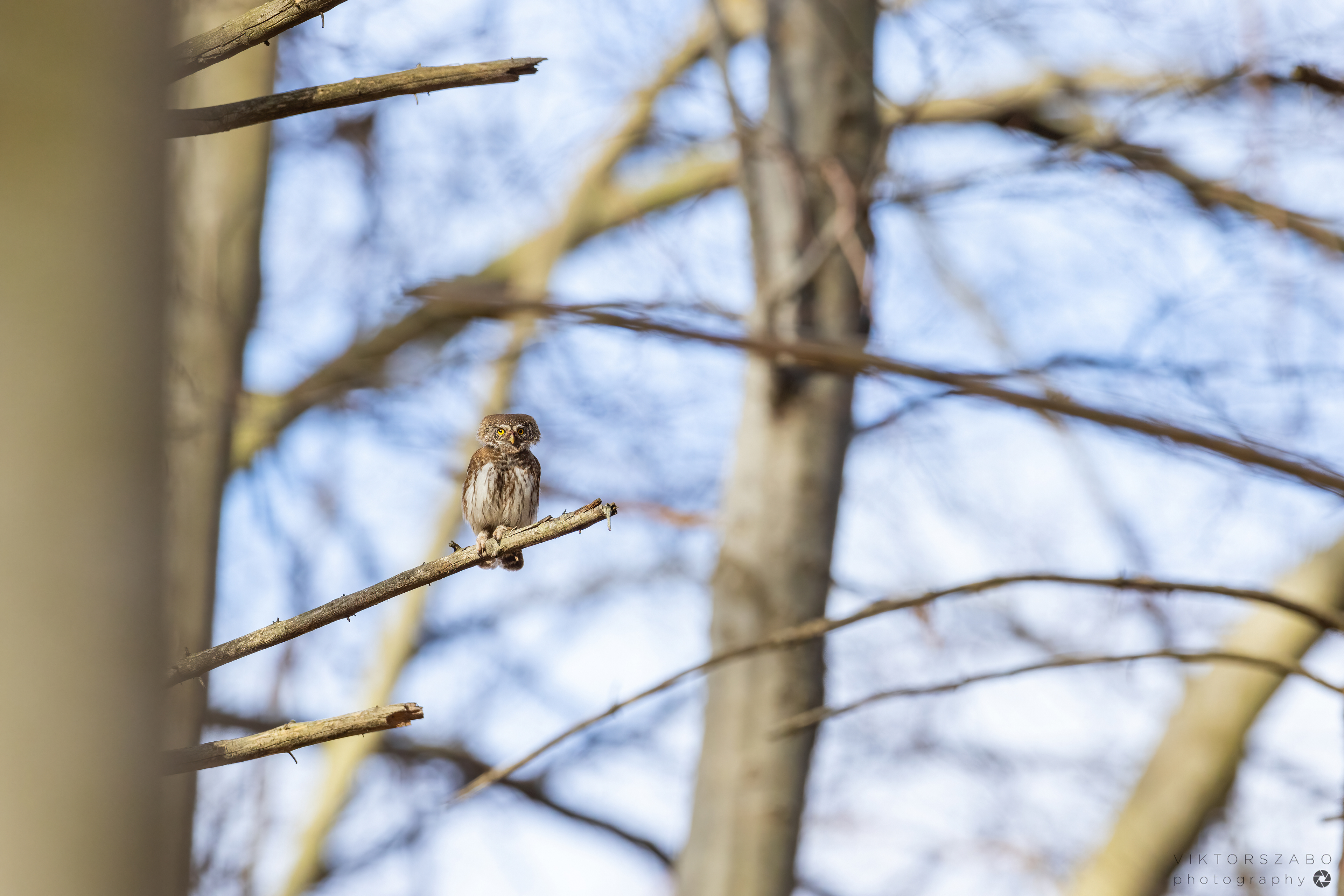 EURASIAN PYGMY OWL/GLAUCIDIUM PASSERINUM, SLOVAKIA