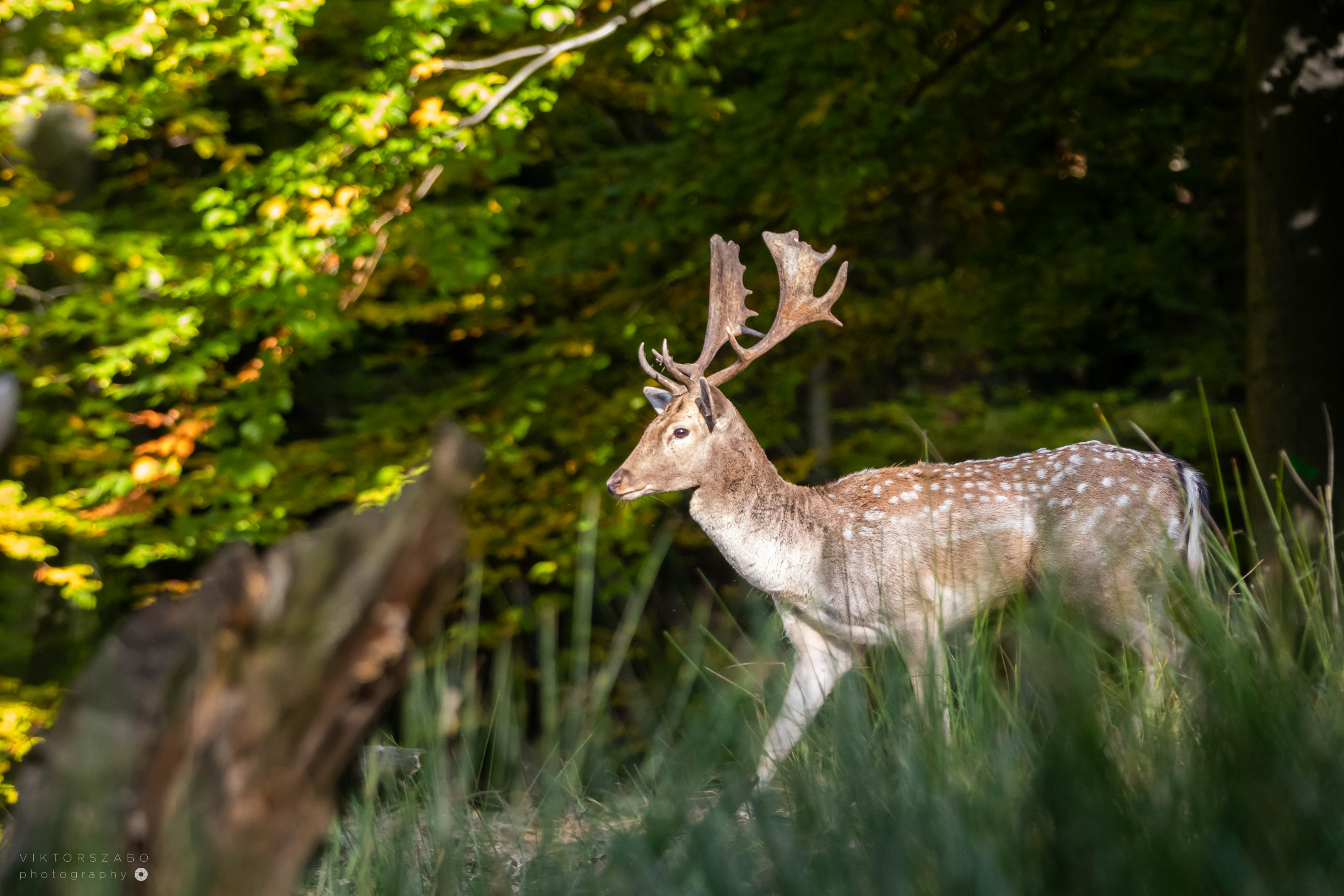 FALLOW DEER/DAMA DAMA, SLOVAKIA