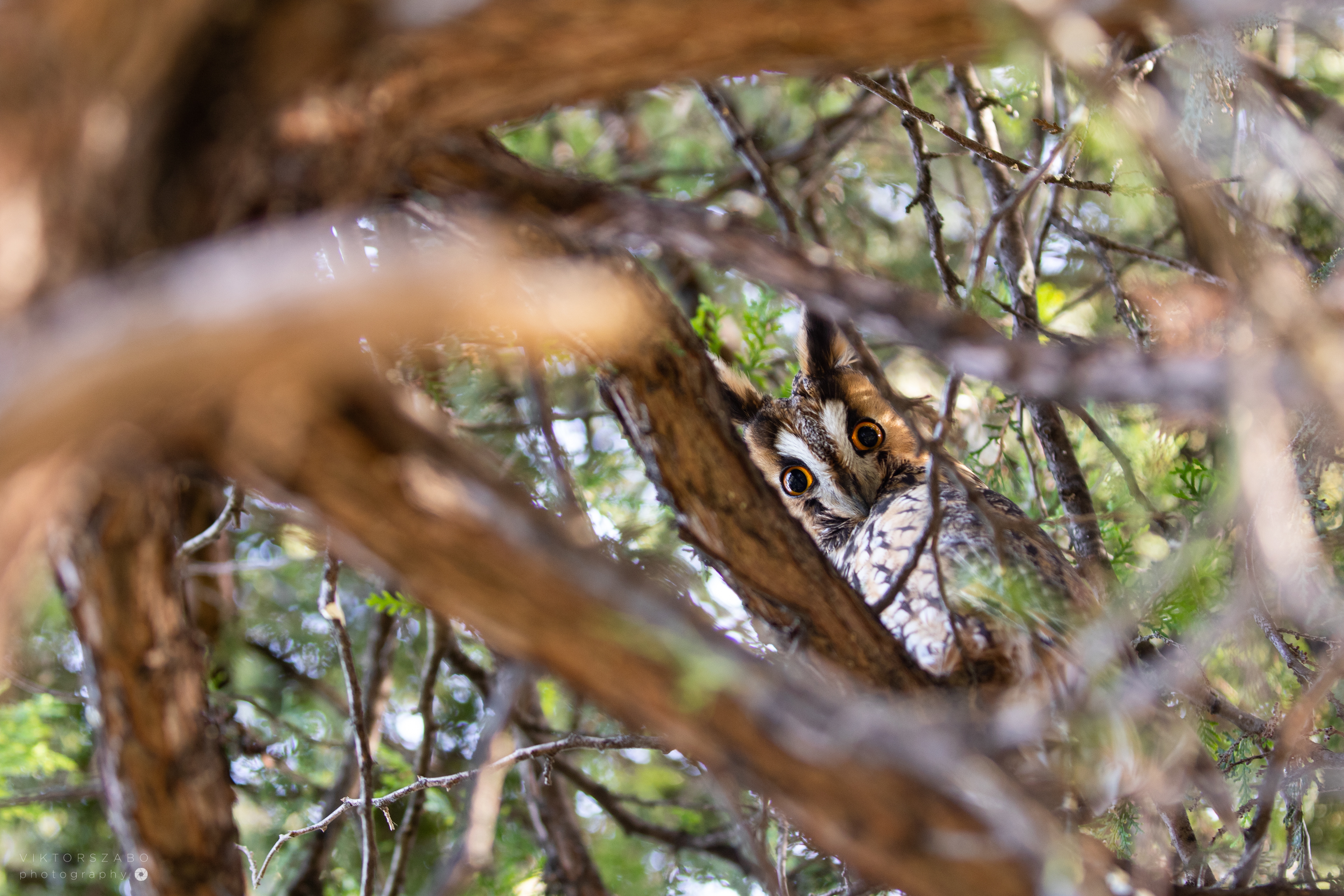 LONG-EARED OWL/ASIO OTUS, SLOVAKIA