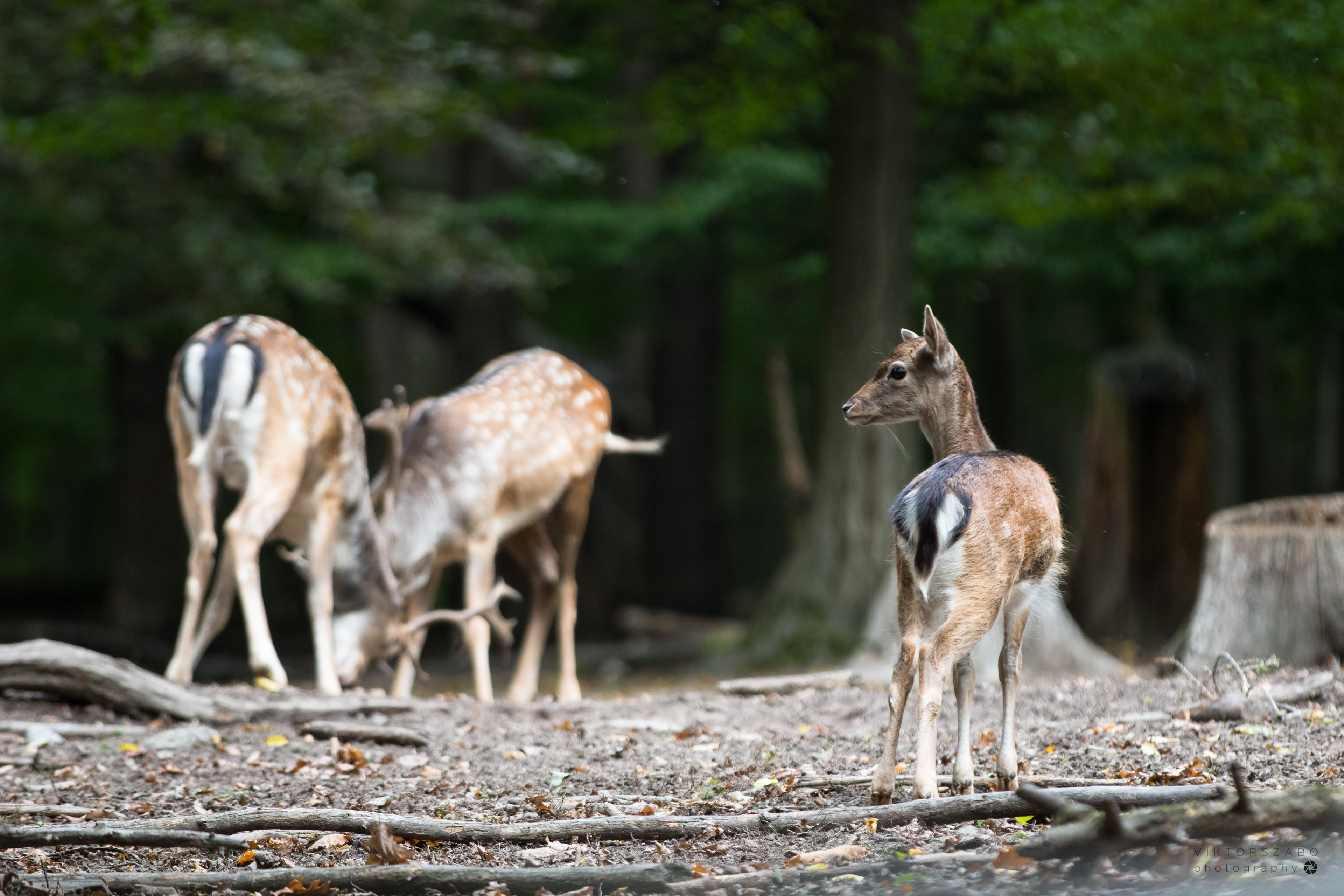 FALLOW DEER/DAMA DAMA, SLOVAKIA