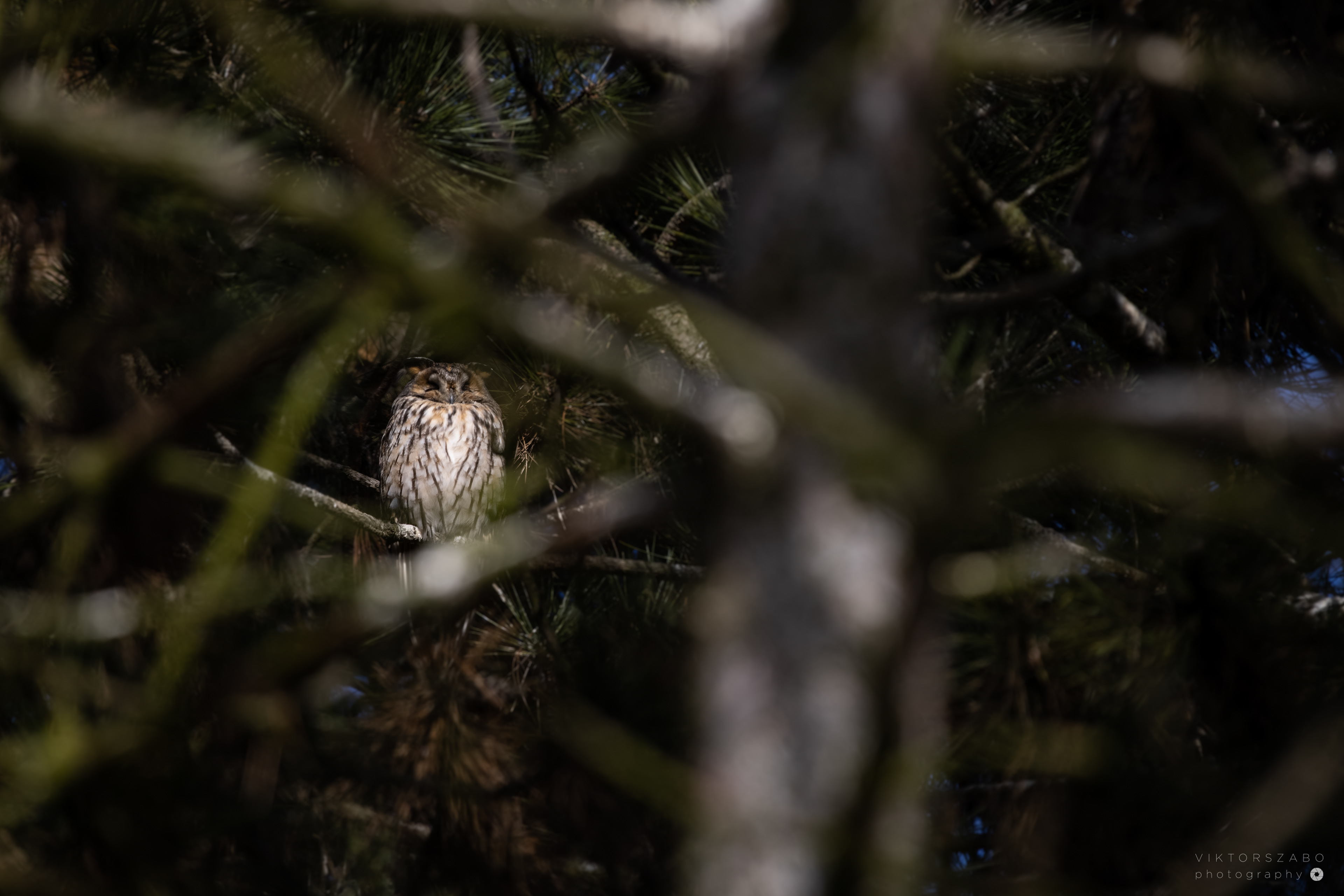 LONG-EARED OWL/ASIO OTUS, SLOVAKIA