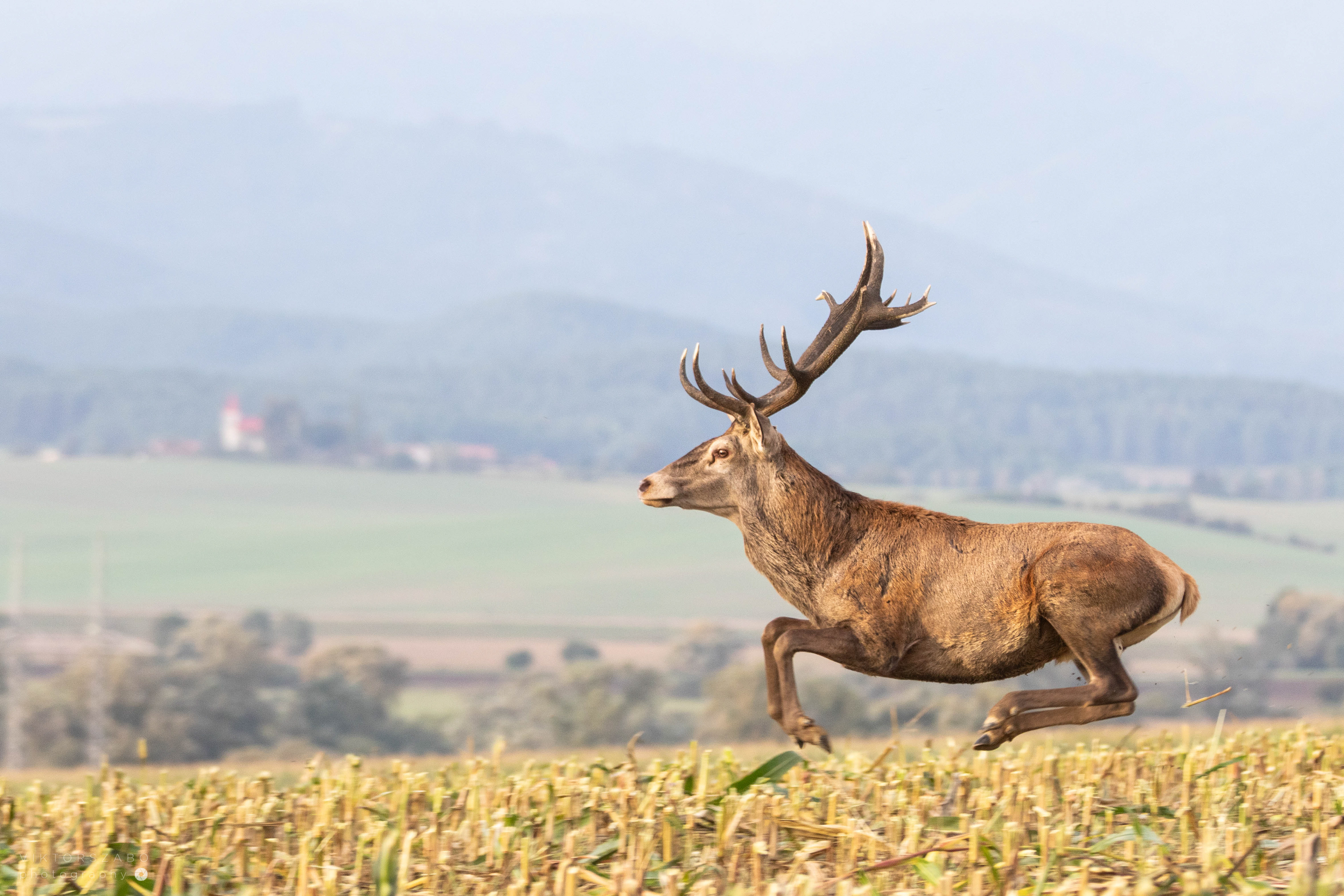 RED DEER/CERVUS ELAPHUS, SLOVAKIA