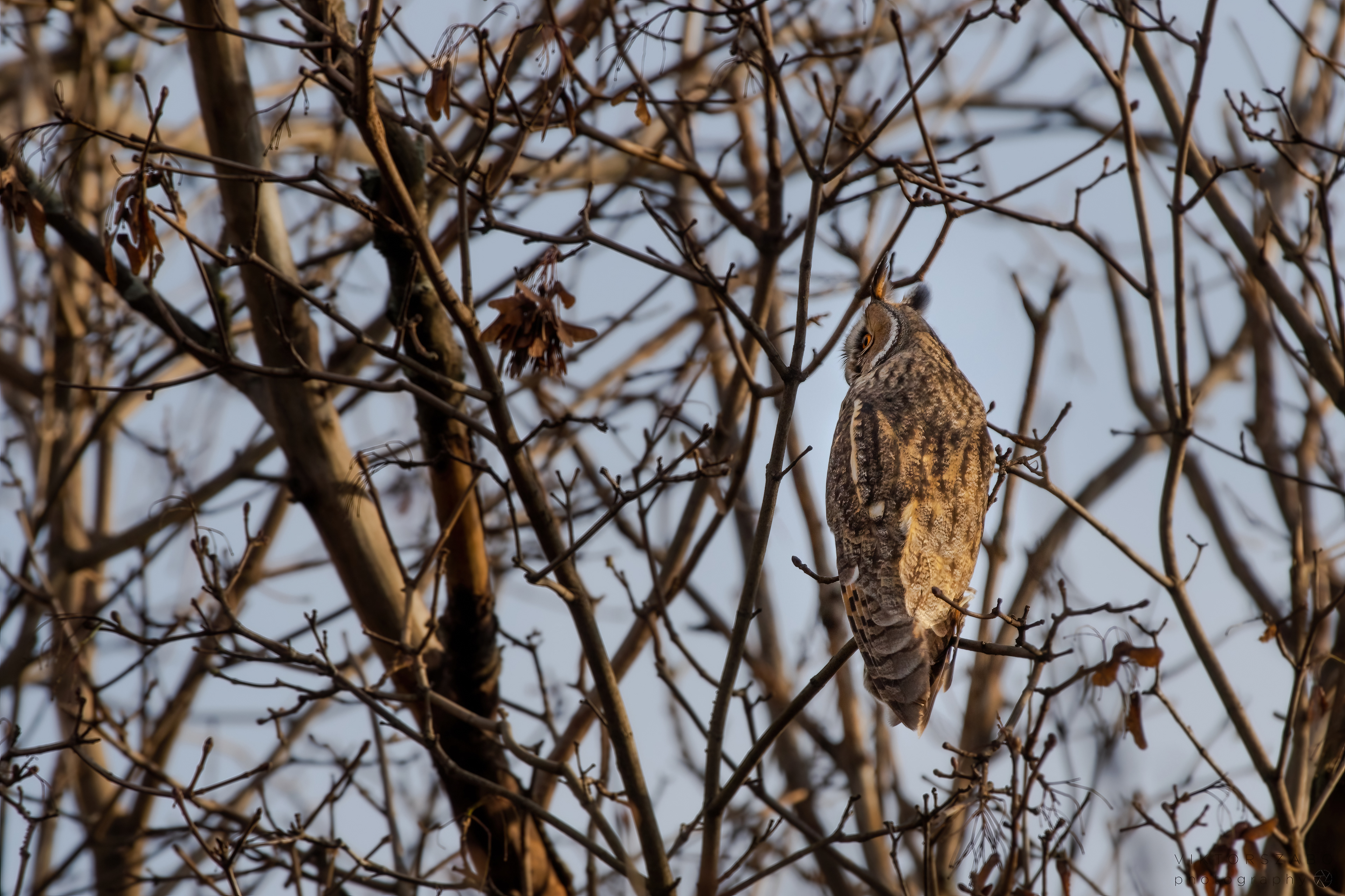 LONG-EARED OWL/ASIO OTUS, SLOVAKIA
