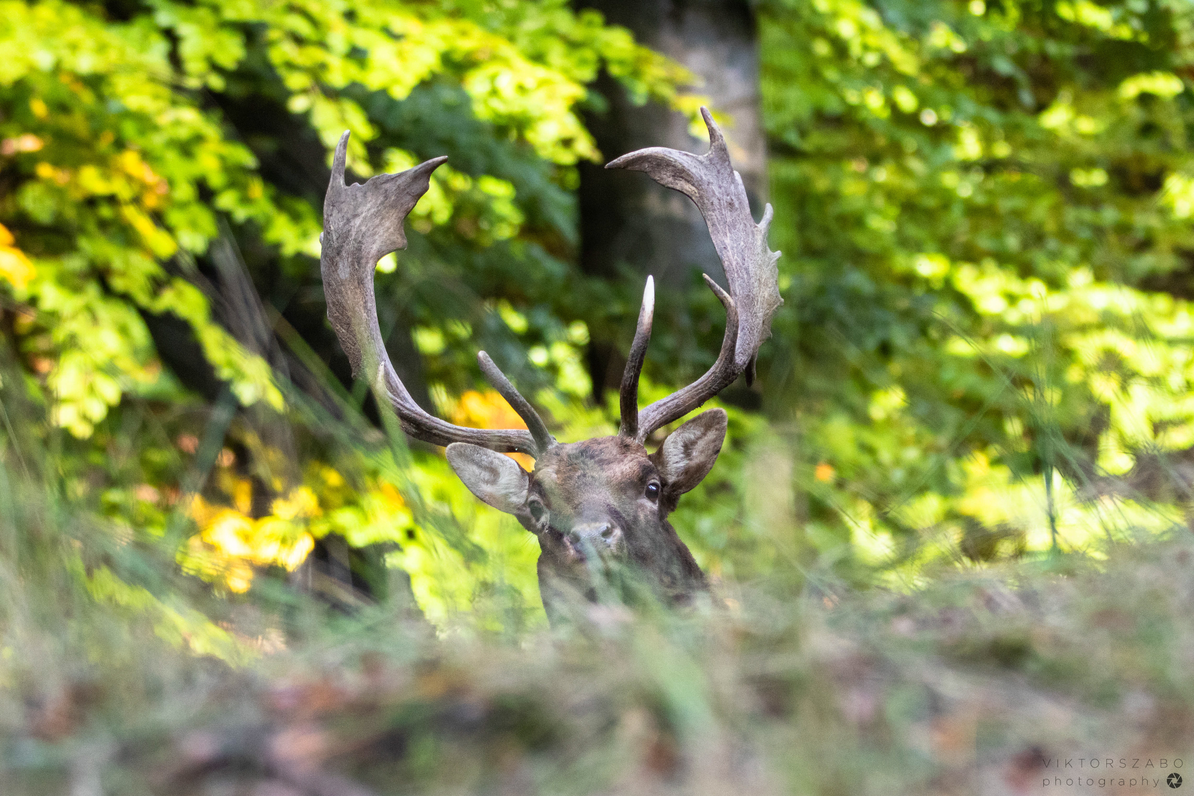FALLOW DEER/DAMA DAMA, SLOVAKIA