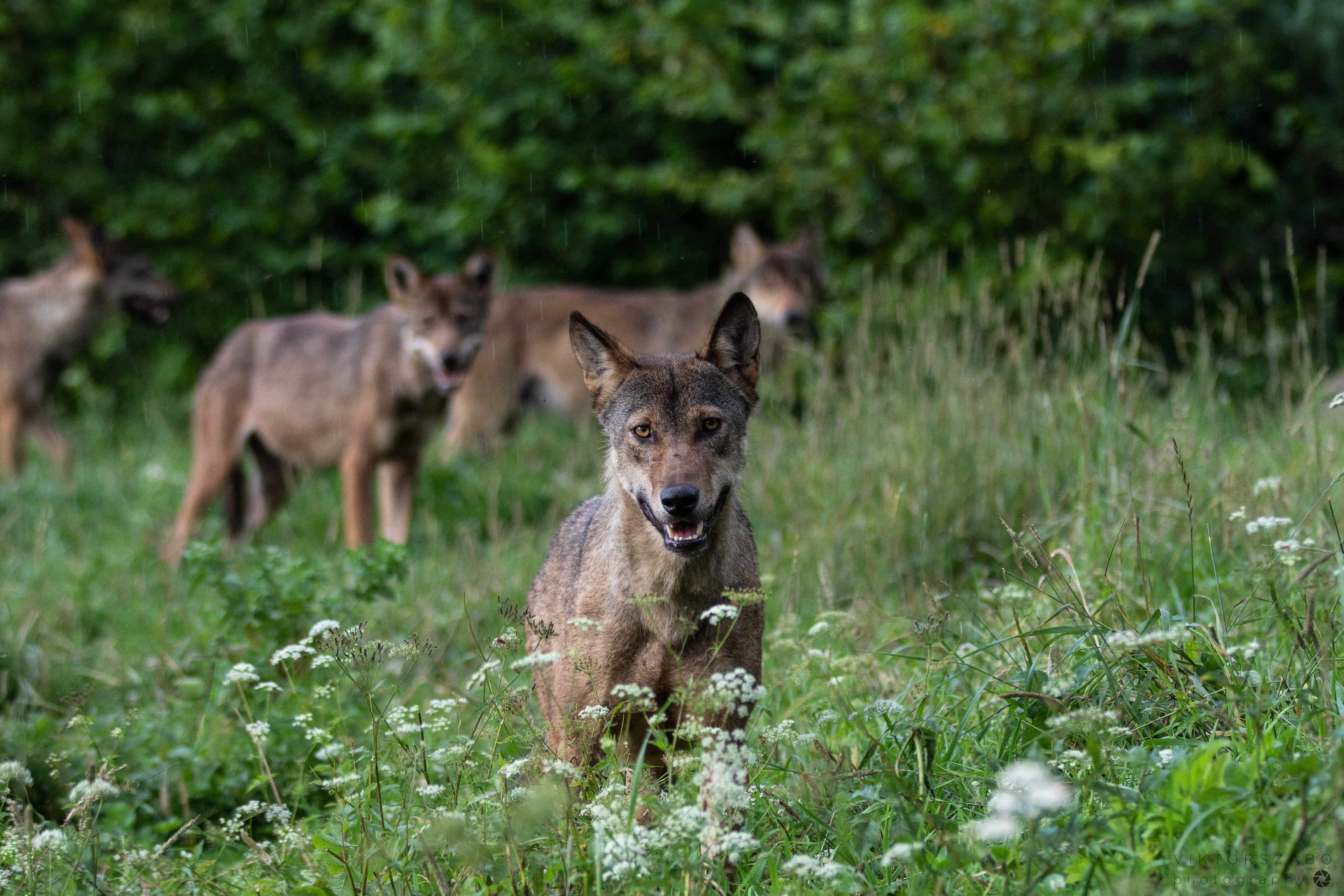 GREY WOLF/CANIS LUPUS, POLAND