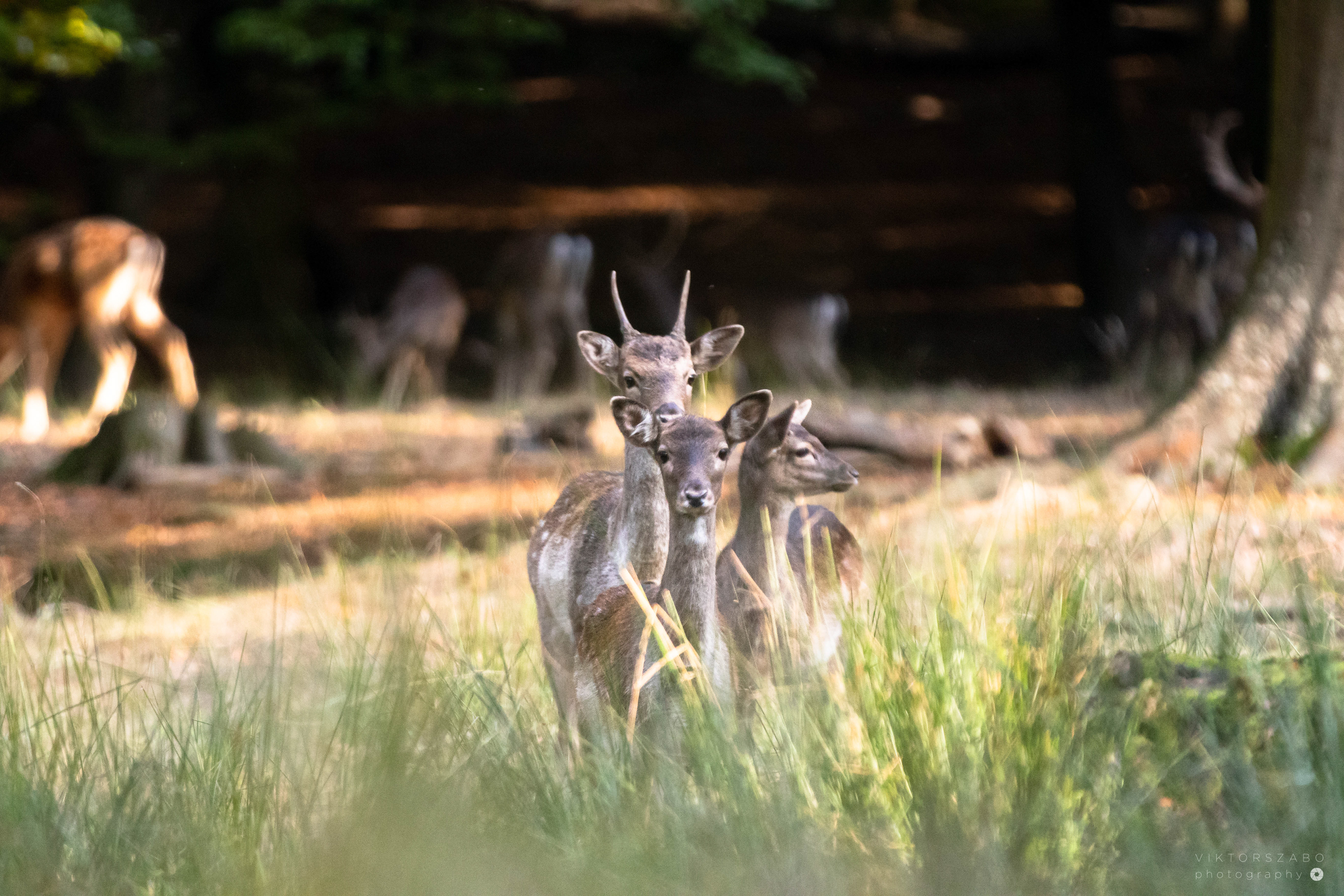 FALLOW DEER/DAMA DAMA, SLOVAKIA