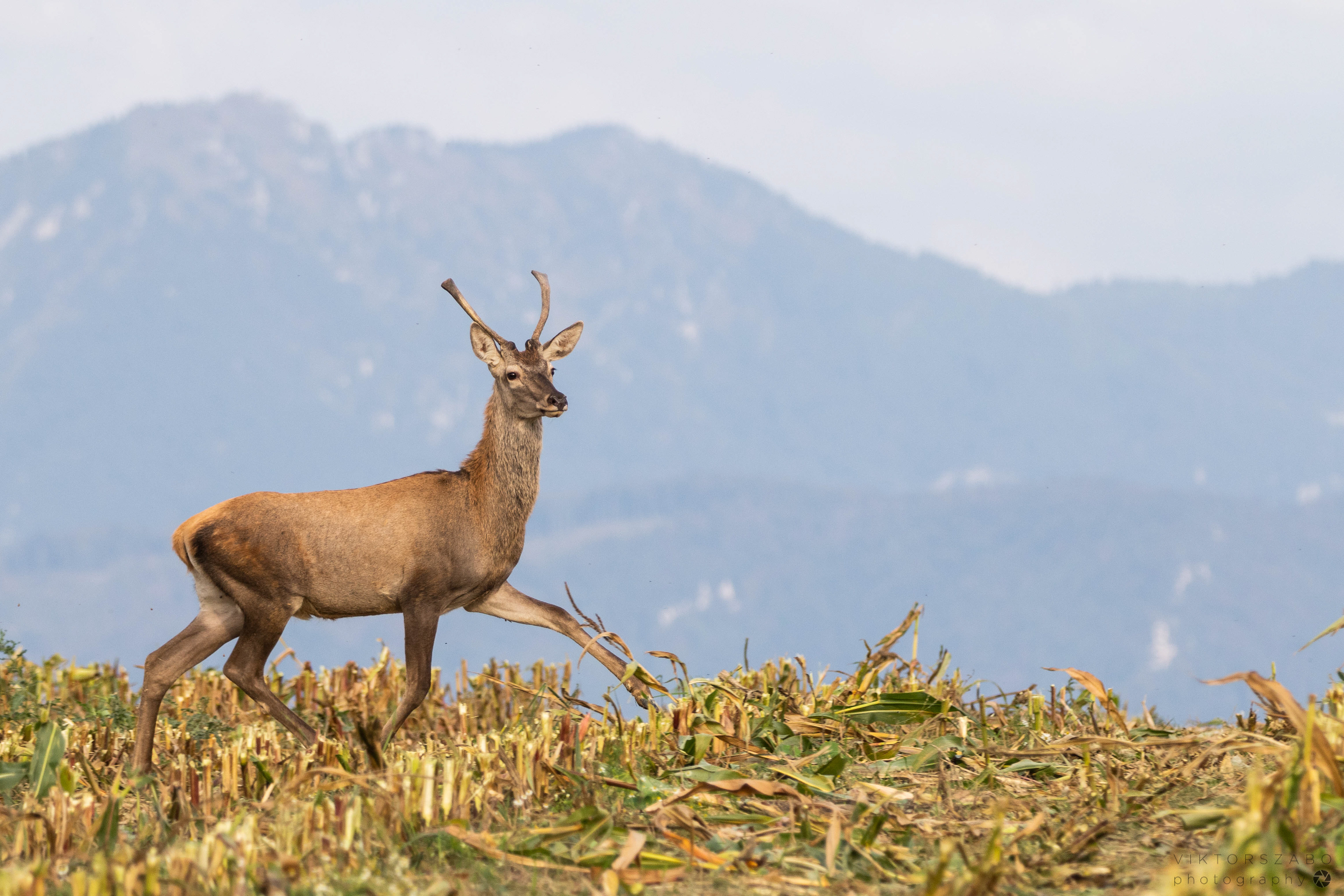 RED DEER/CERVUS ELAPHUS, SLOVAKIA