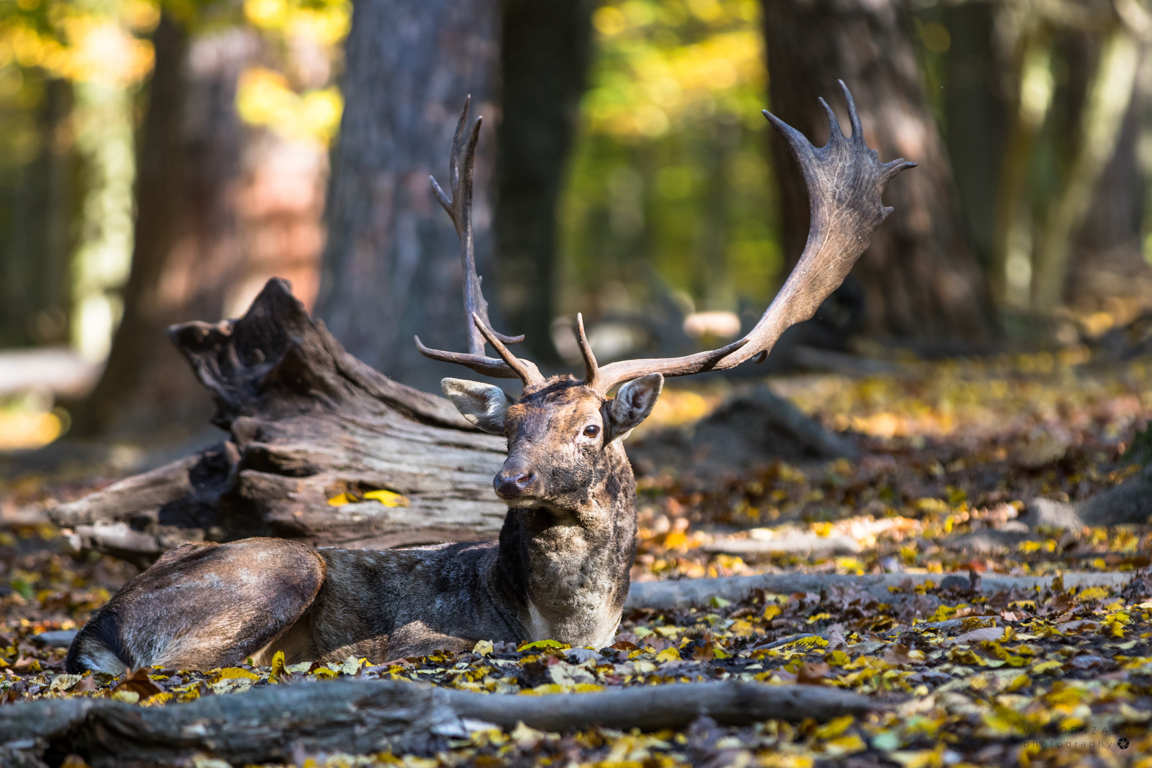 FALLOW DEER/DAMA DAMA, SLOVAKIA