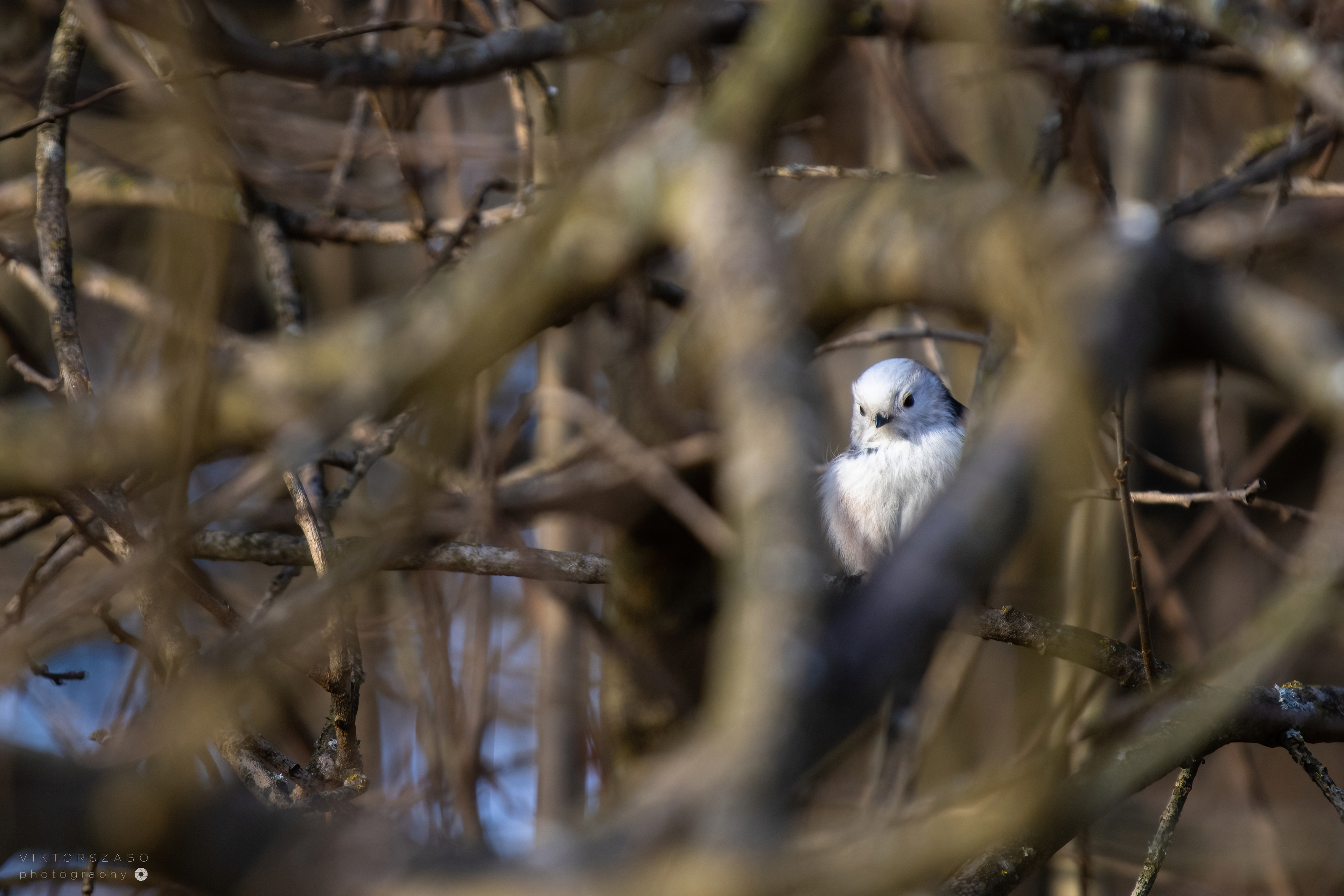 LONG-TAILED TIT/AEGITHALOS CAUDATUS, SLOVAKIA