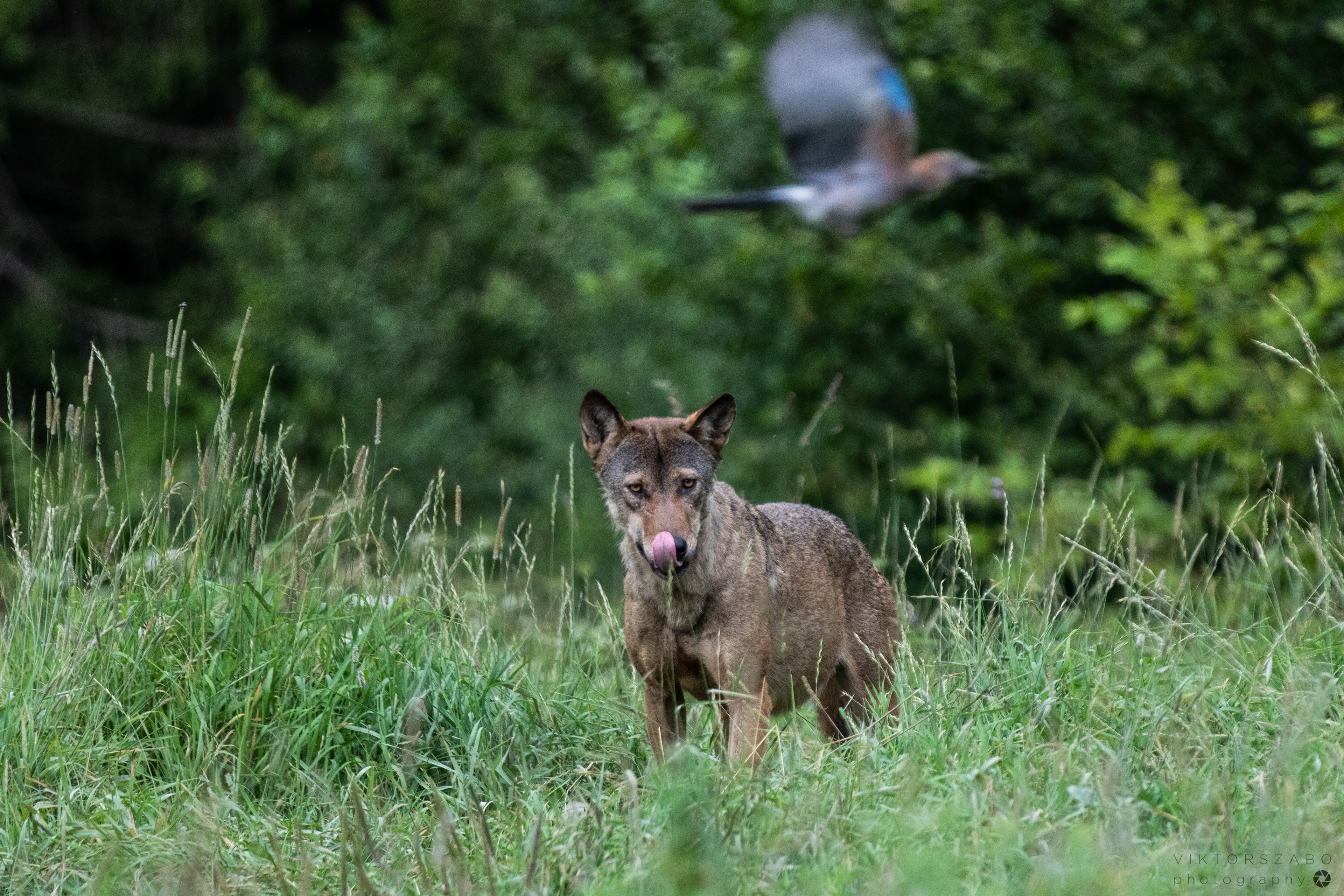 GREY WOLF/CANIS LUPUS, POLAND