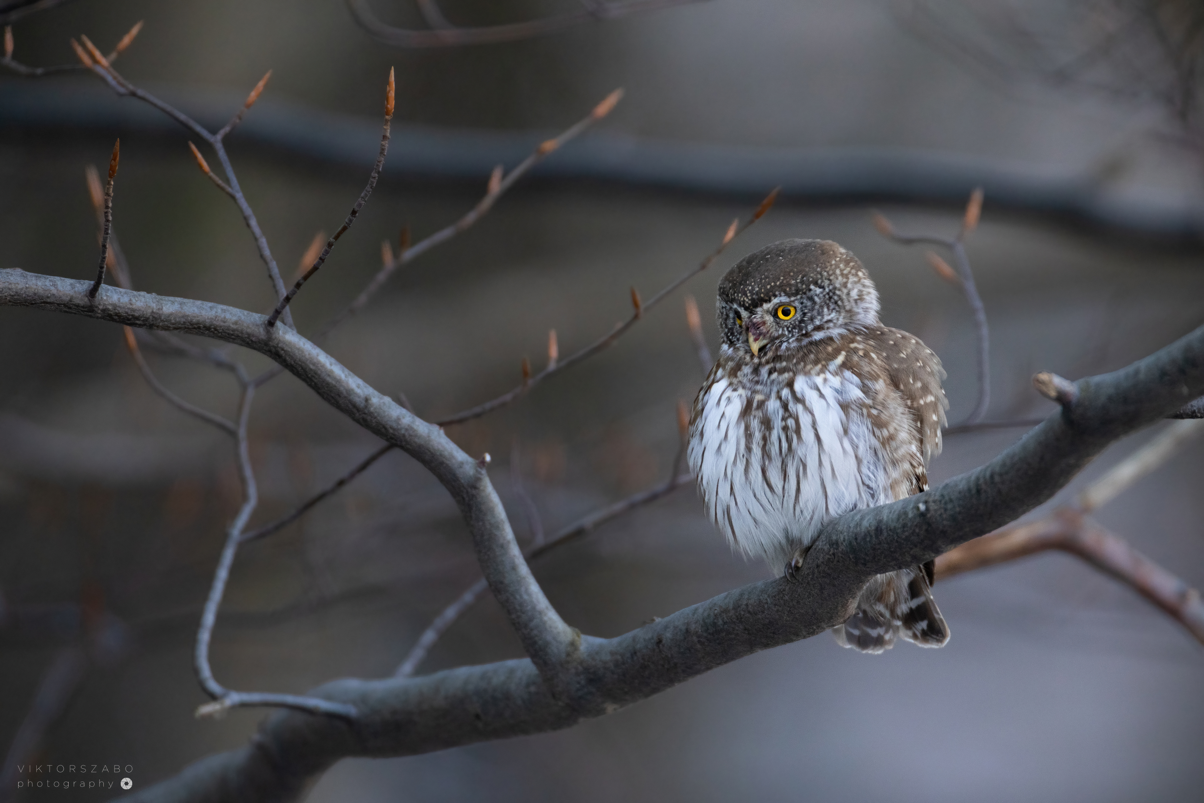 EURASIAN PYGMY OWL/GLAUCIDIUM PASSERINUM, SLOVAKIA