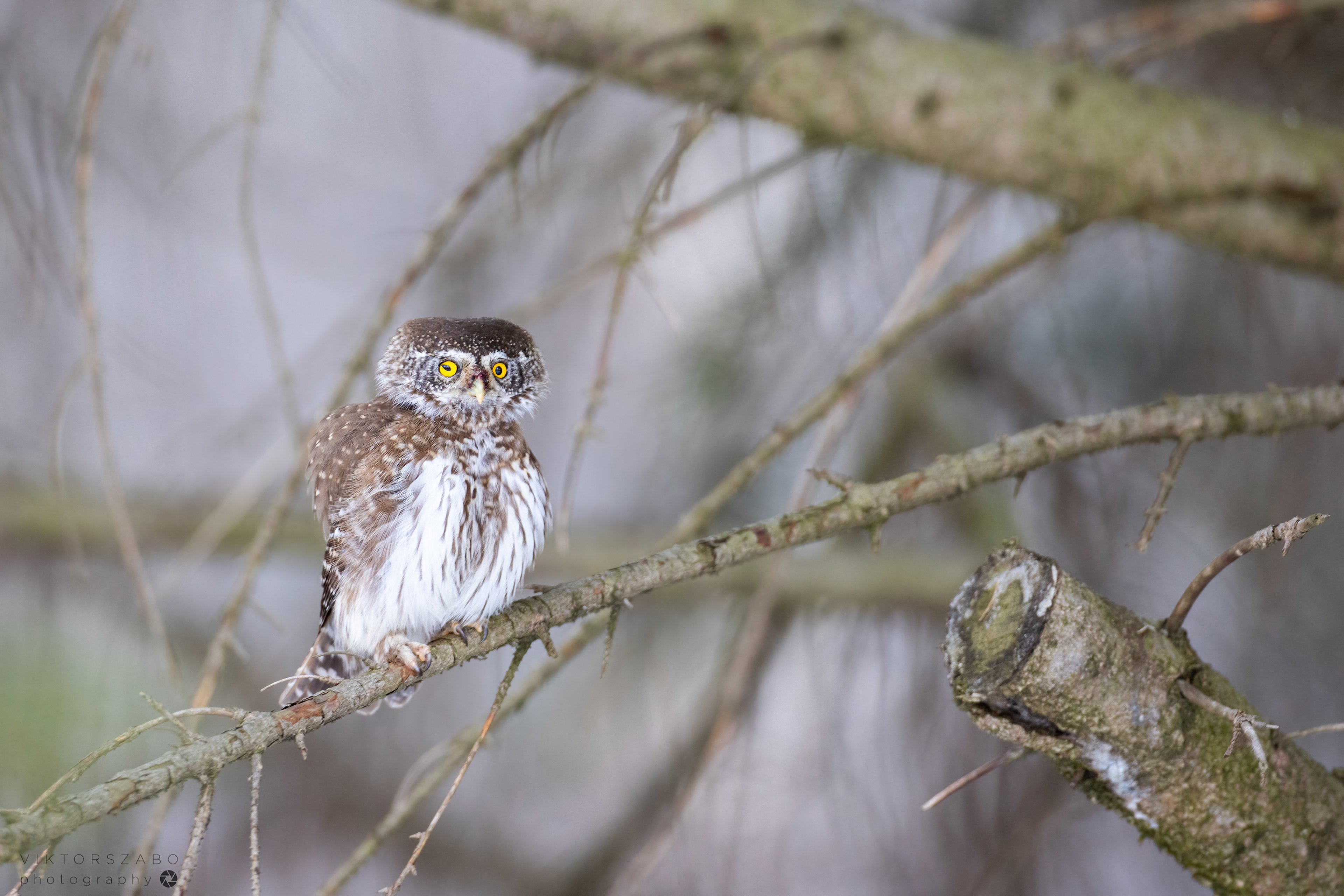 EURASIAN PYGMY OWL/GLAUCIDIUM PASSERINUM, SLOVAKIA