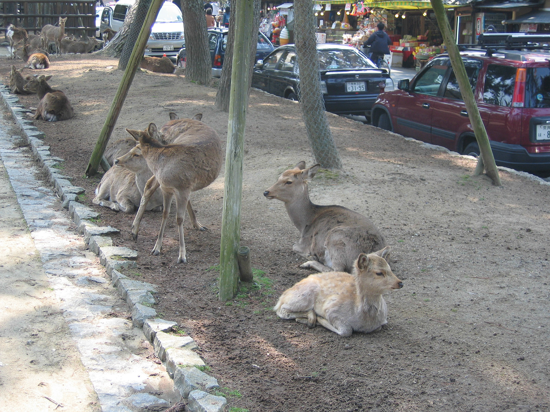 SONY DSC