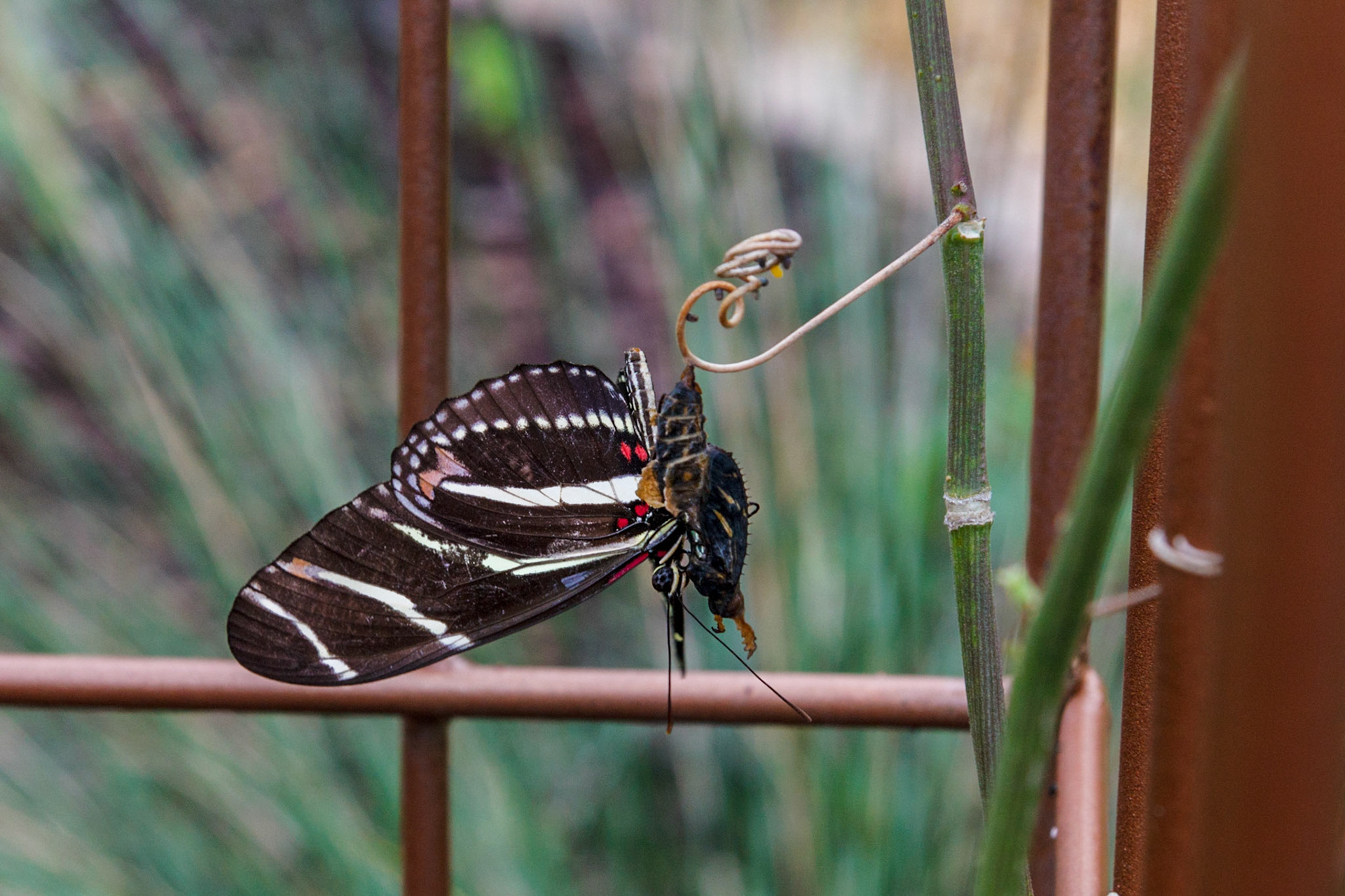 New Zebra Longwing Butterfly just emerged from the pupa