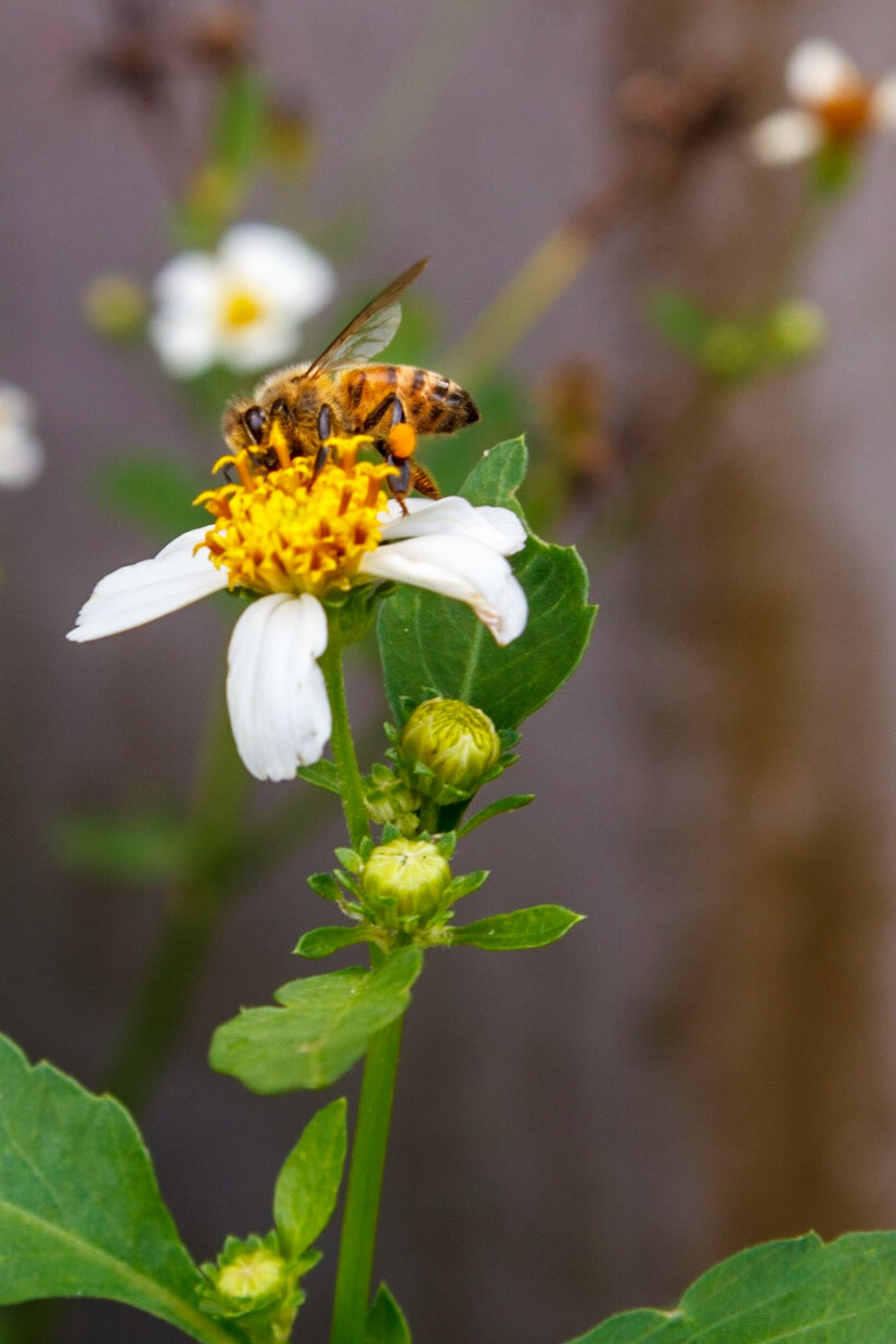 Honey bee on Spanish Needle flower