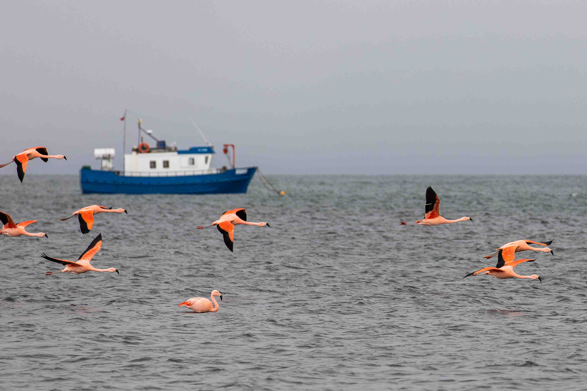 Flamingos in Puerto Natales, Chile