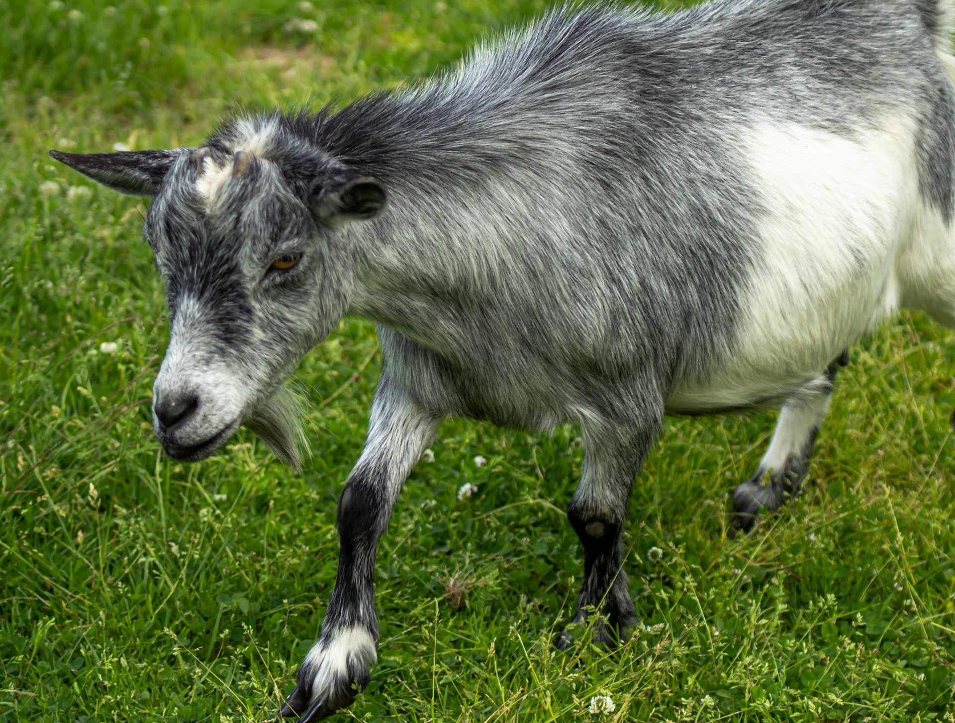 Joel Gallant Photography - Crazy Farm Animals