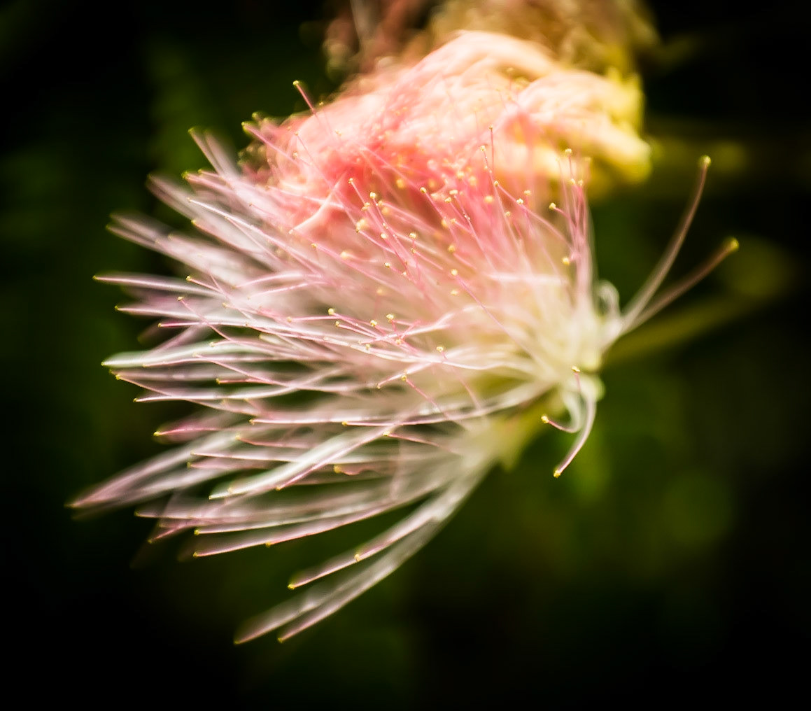 Delicate
