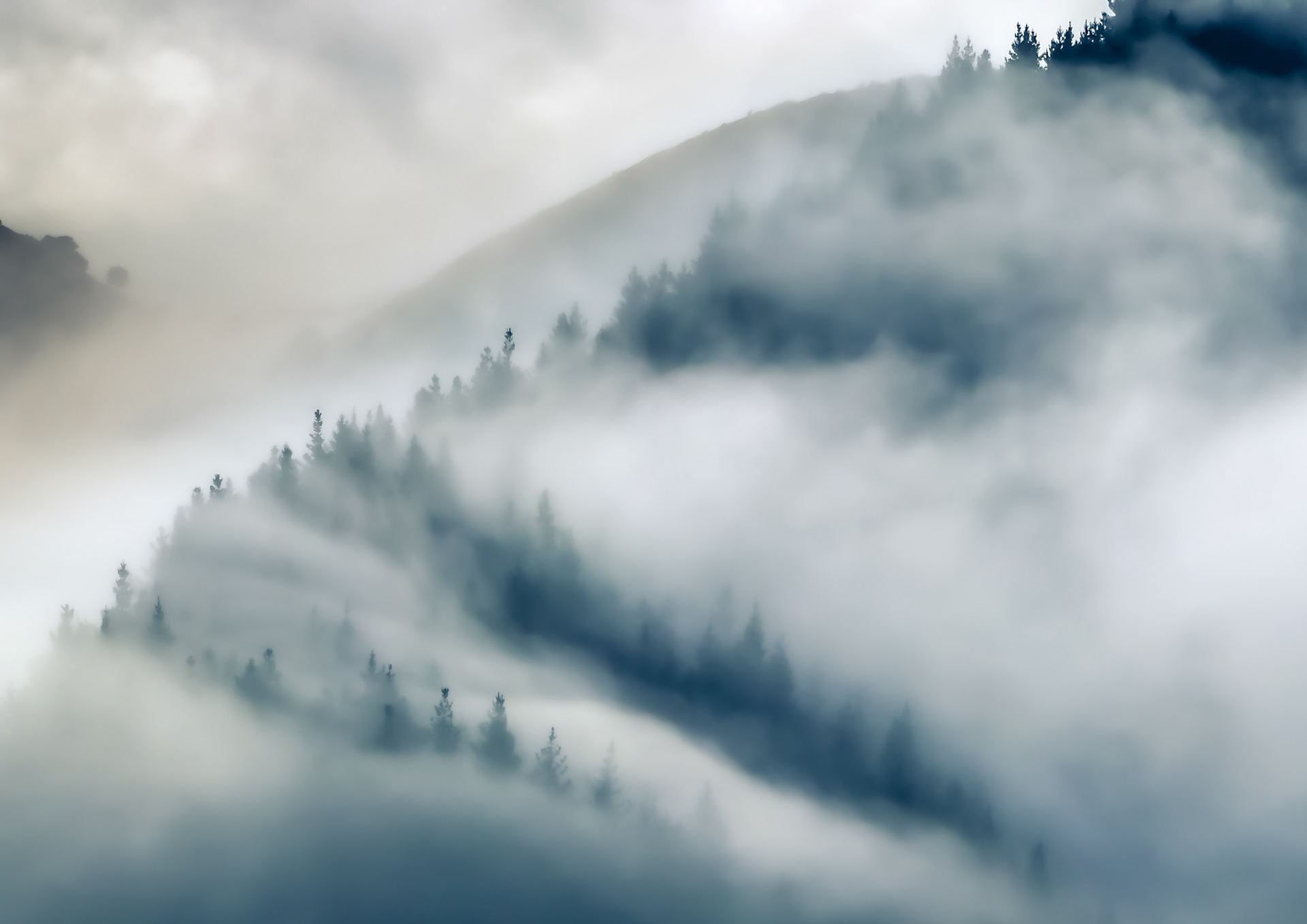 Pepin Pines in the Morning Mist