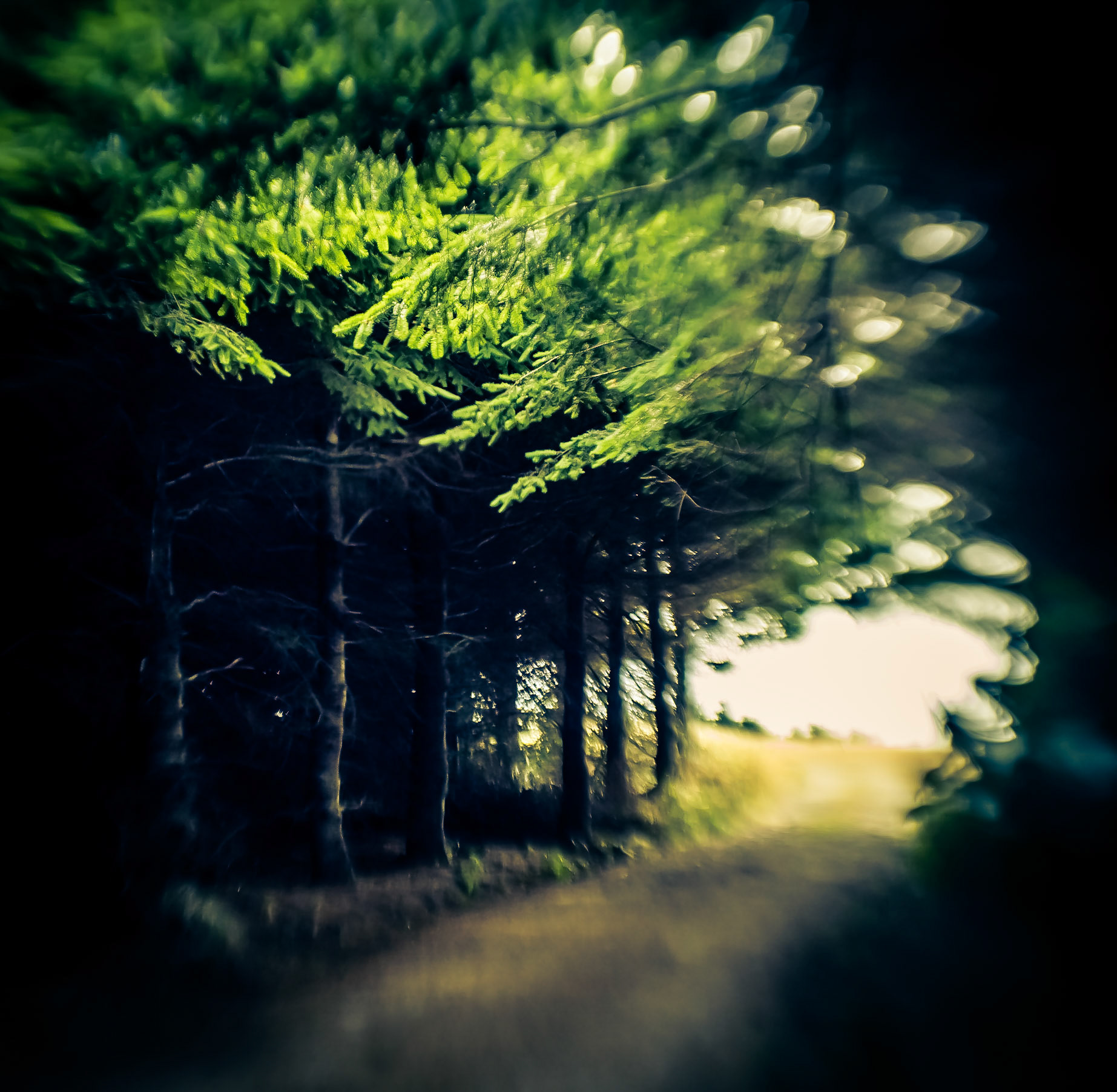 Into the Light