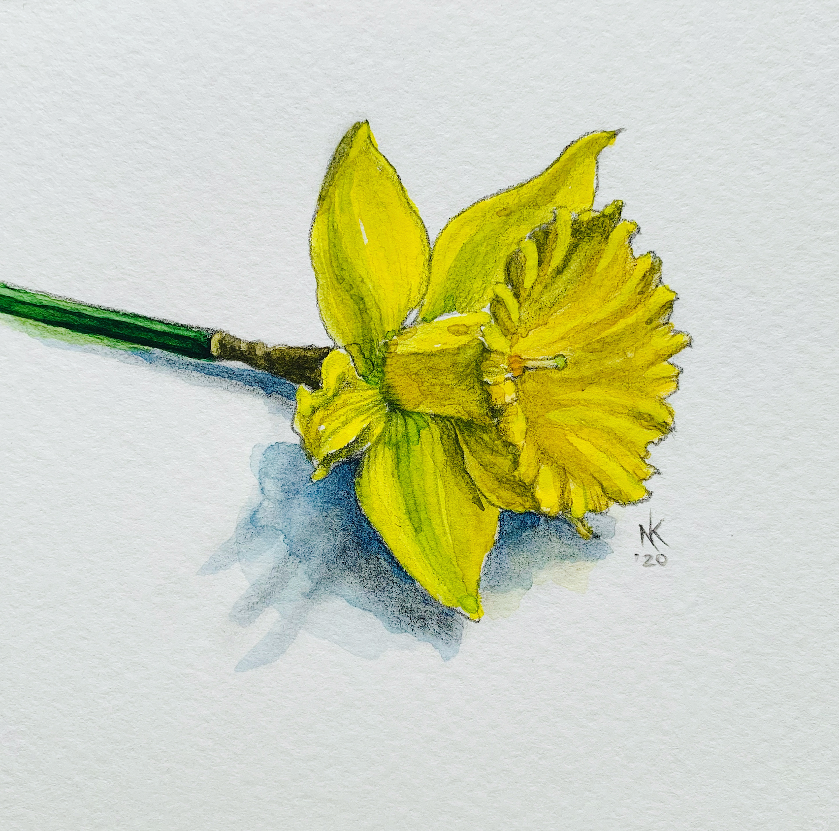 'Daffodil' original watercolor