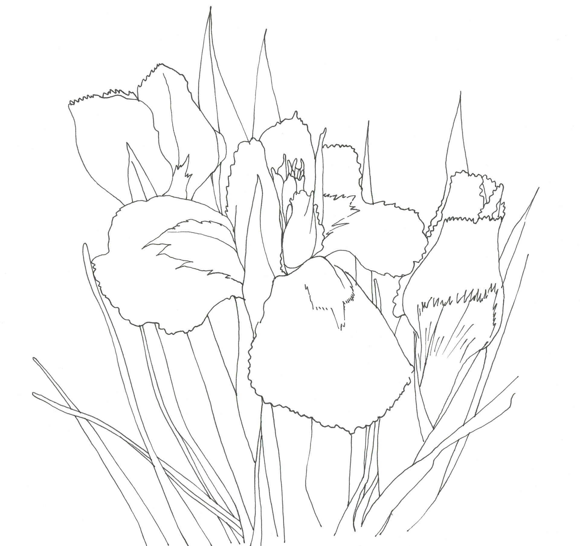 イラストレーター宮澤美穂 花 線画 イラストレーター宮澤美穂 花 線画
