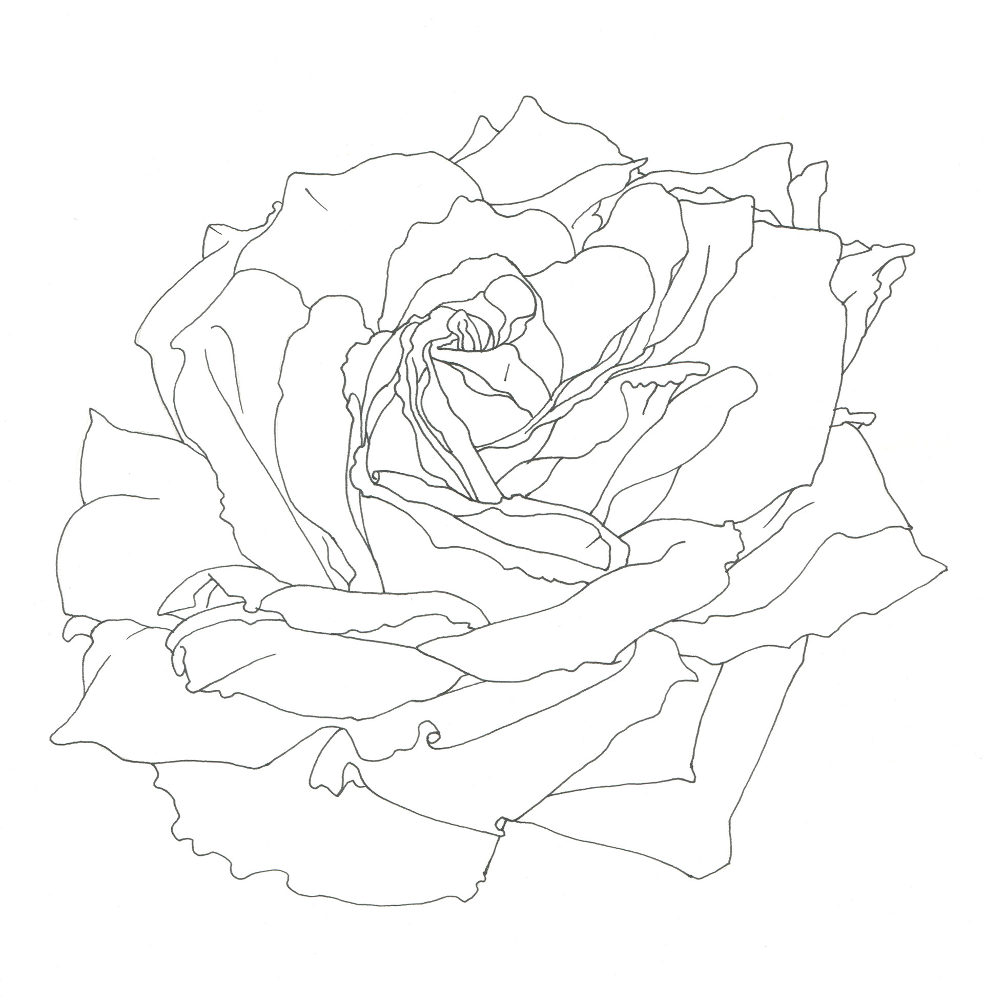 イラストレーター宮澤美穂 花 線画 イラストレーター宮澤美穂 花 線画