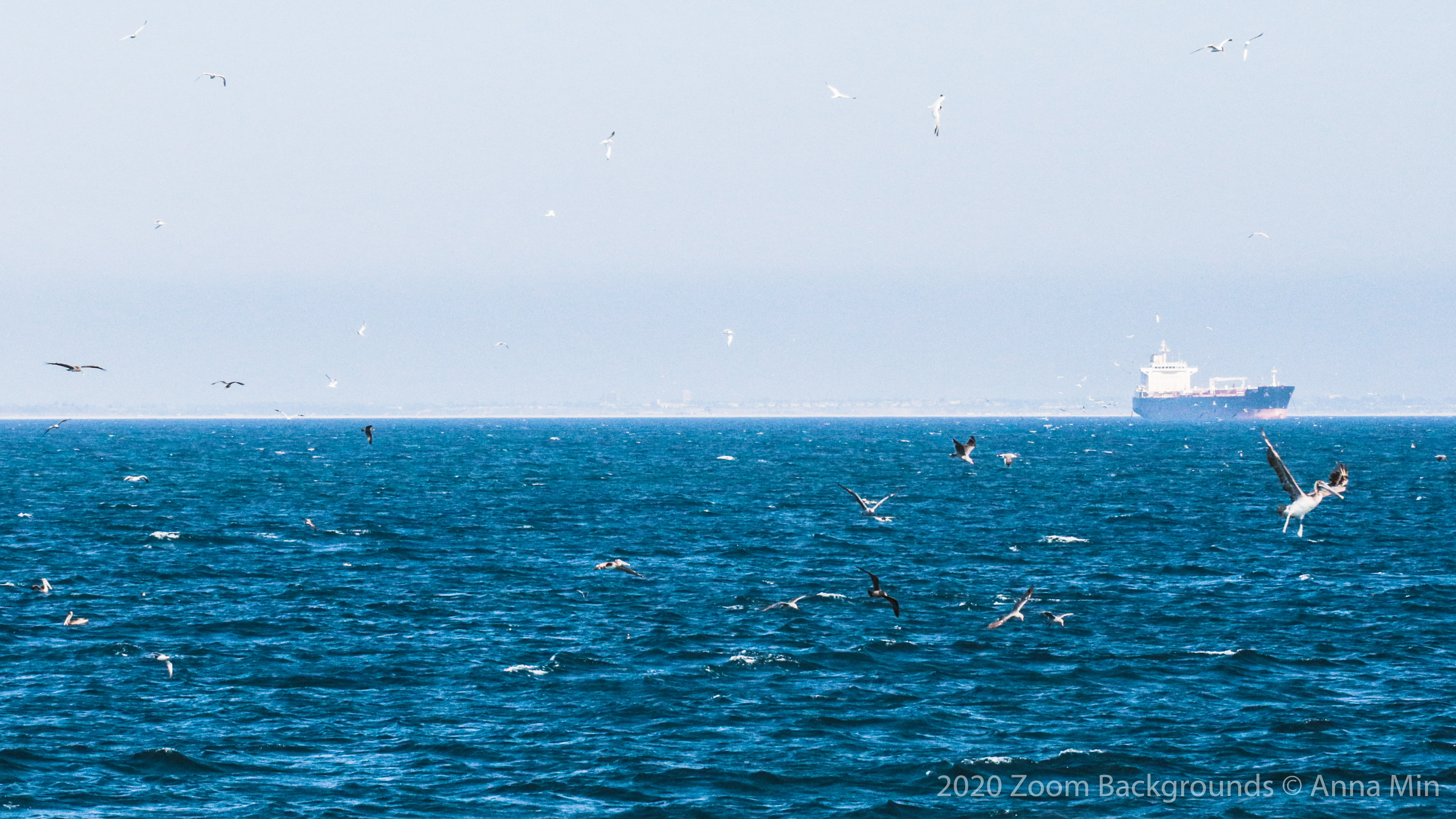 Birds with a Chance of Dolphin