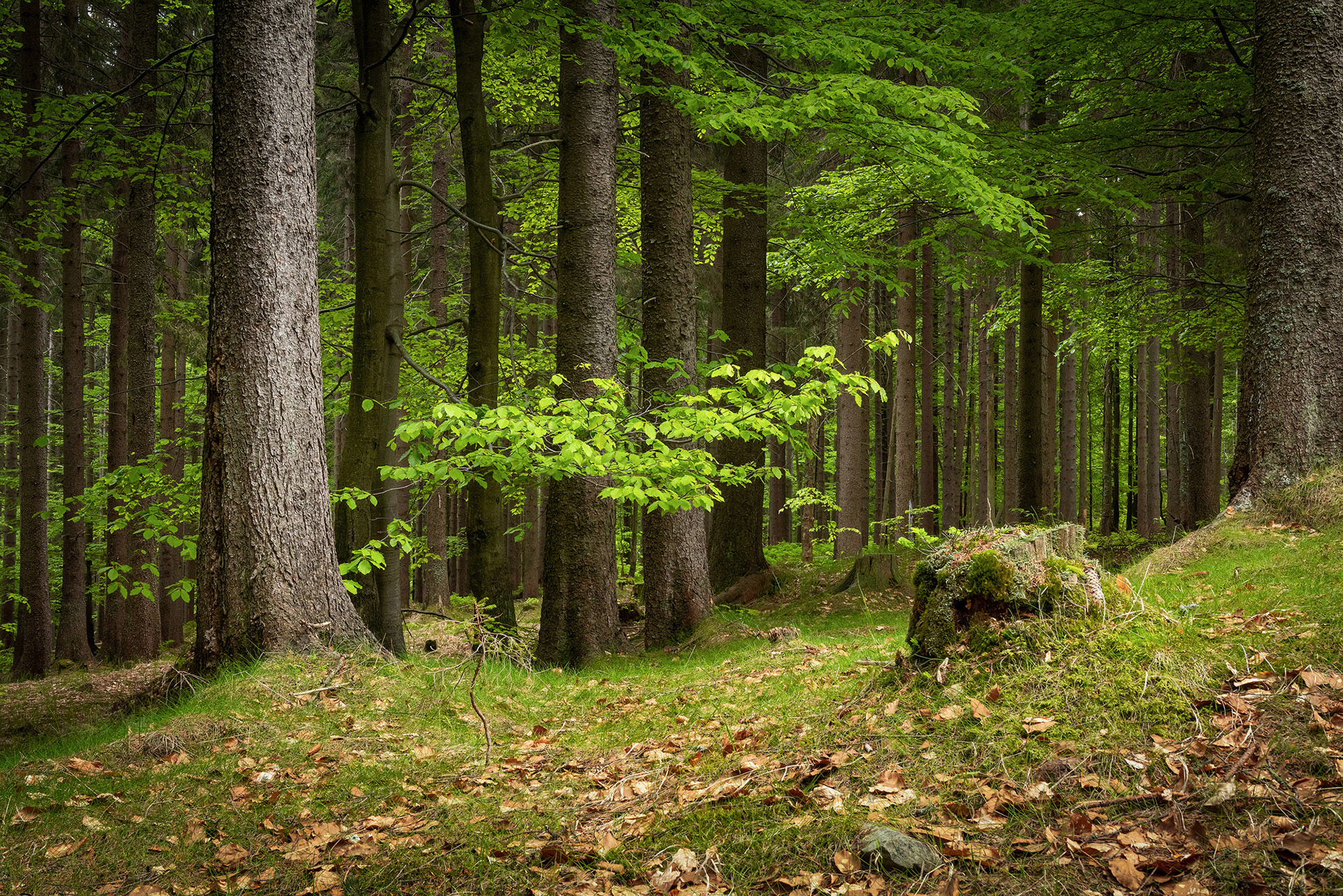 Krkonose, Czech Republic