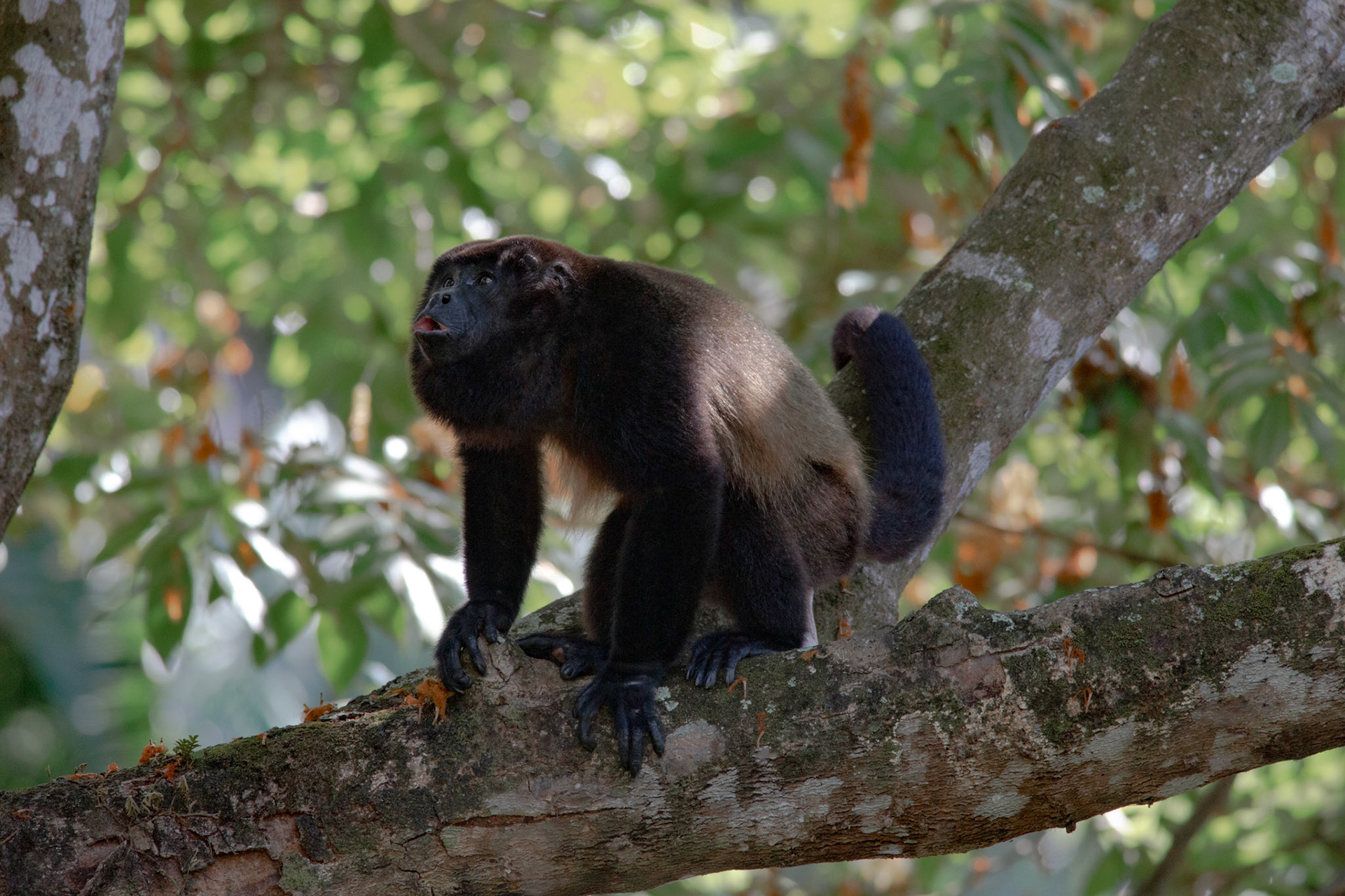 Howler Monkey