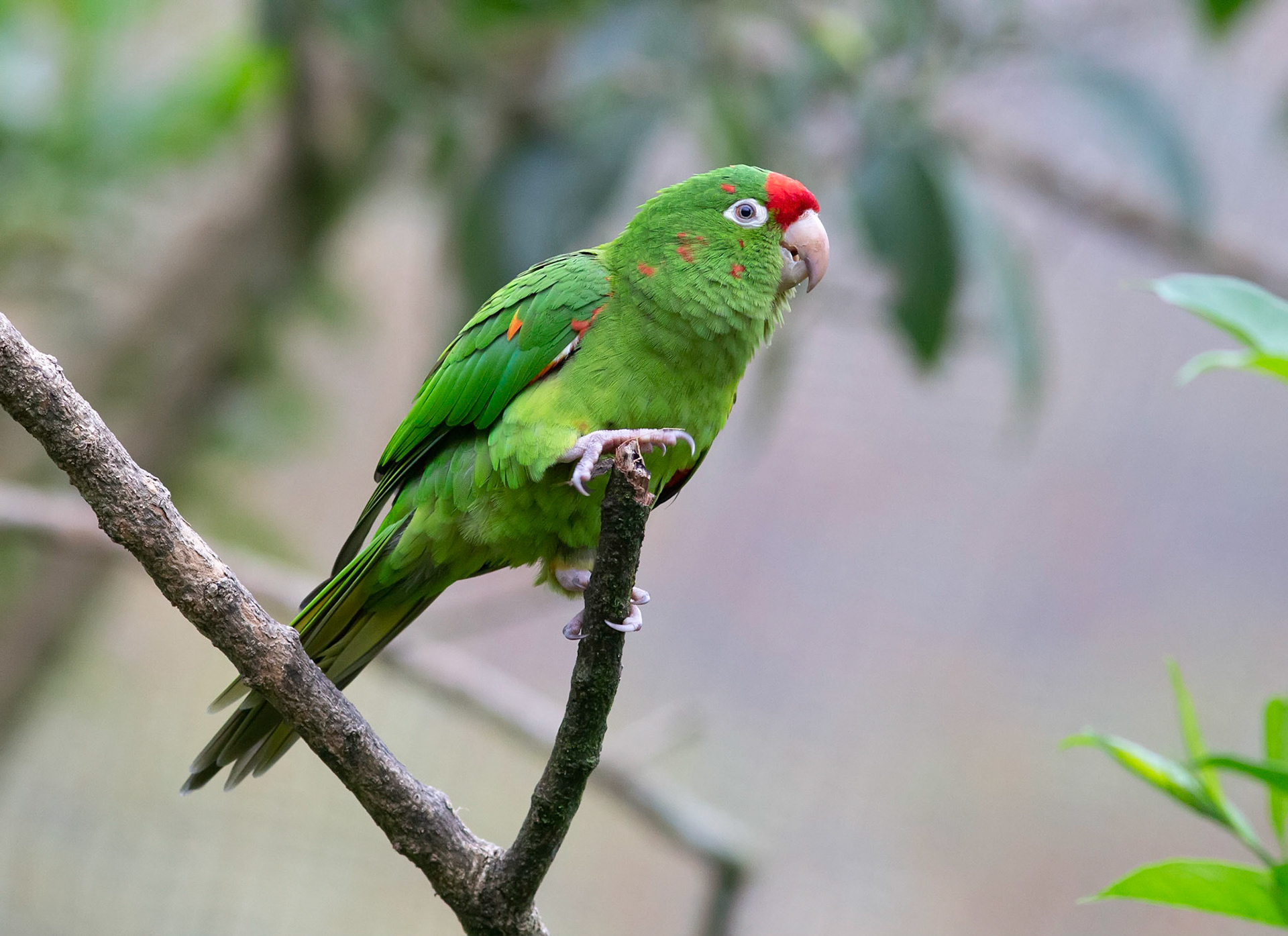 Crimson-fronted Parakeet