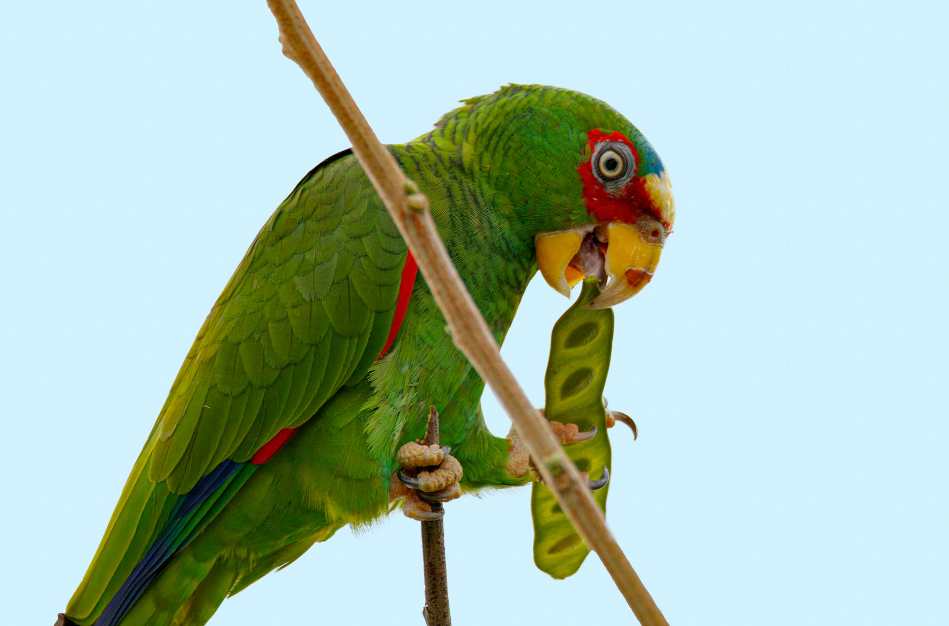 White-fronted Parrot