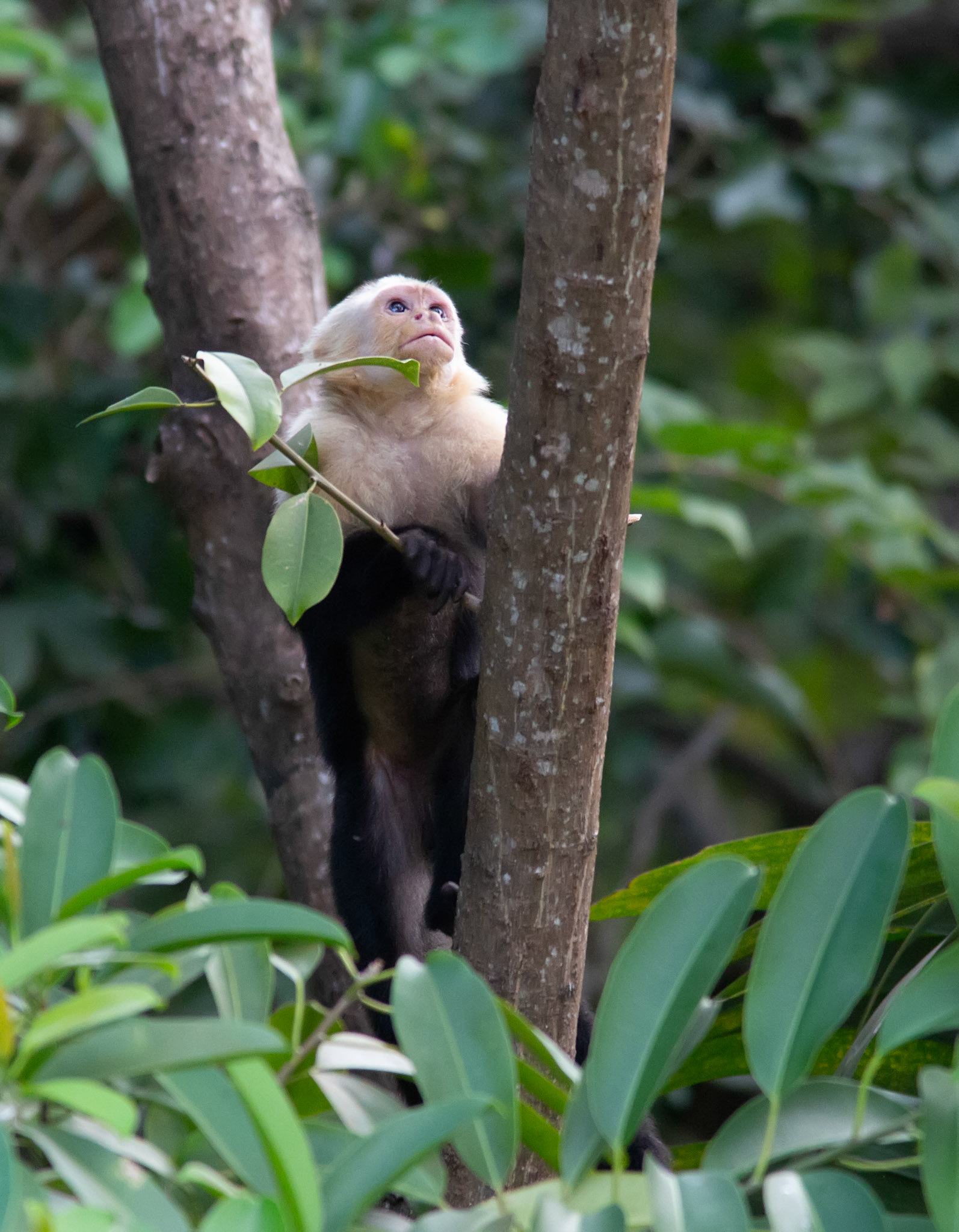 White Faced Capuchin Monkey