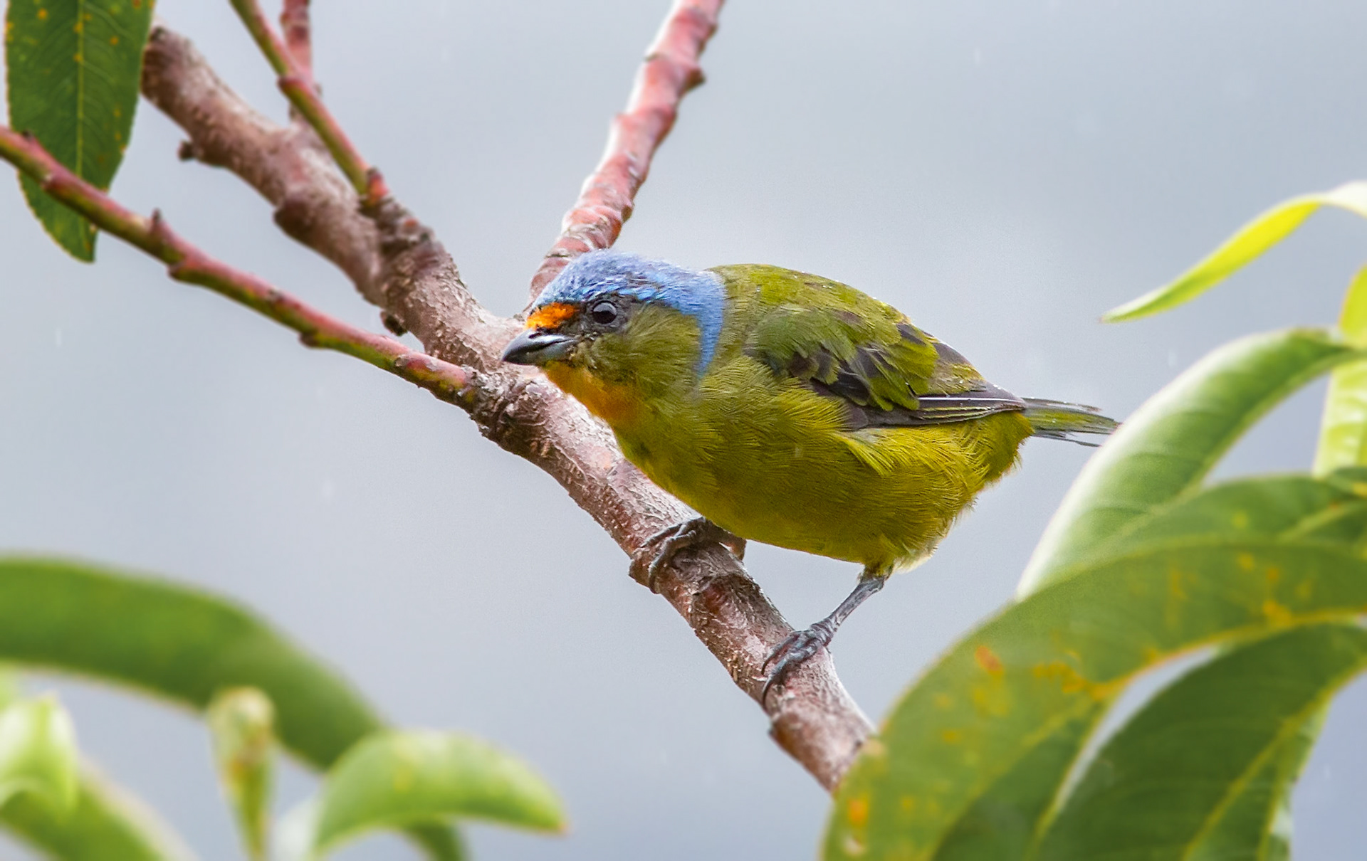 Elegant Euphonia, Female