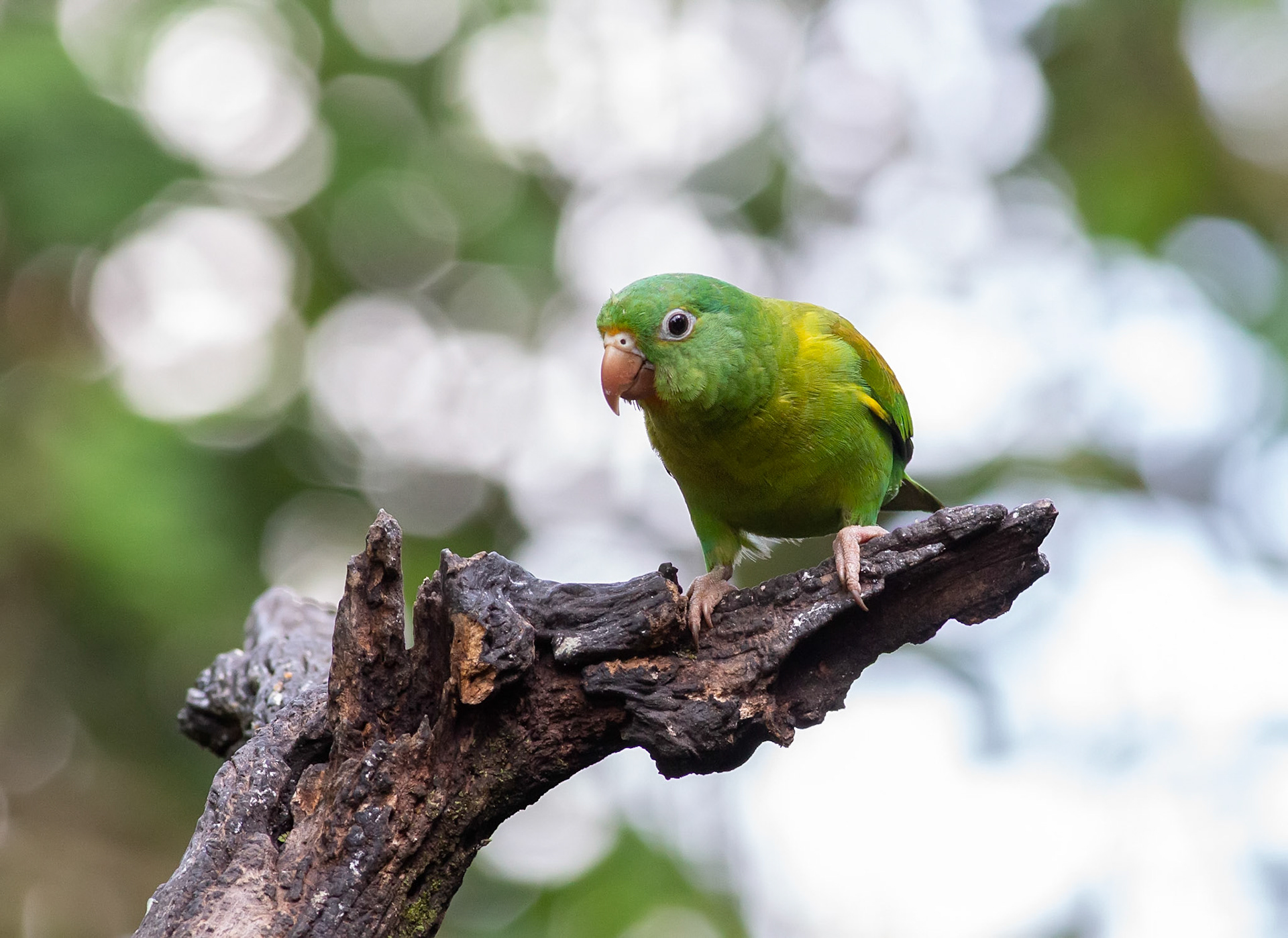 Orange-chinned Parakeet